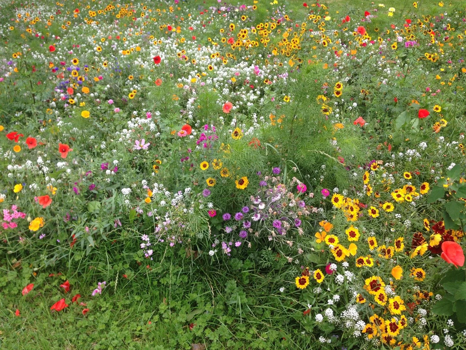 A vibrant flower garden filled with a variety of colorful wildflowers, including yellow, red, purple, pink, and white blossoms, along with green leaves and grass.