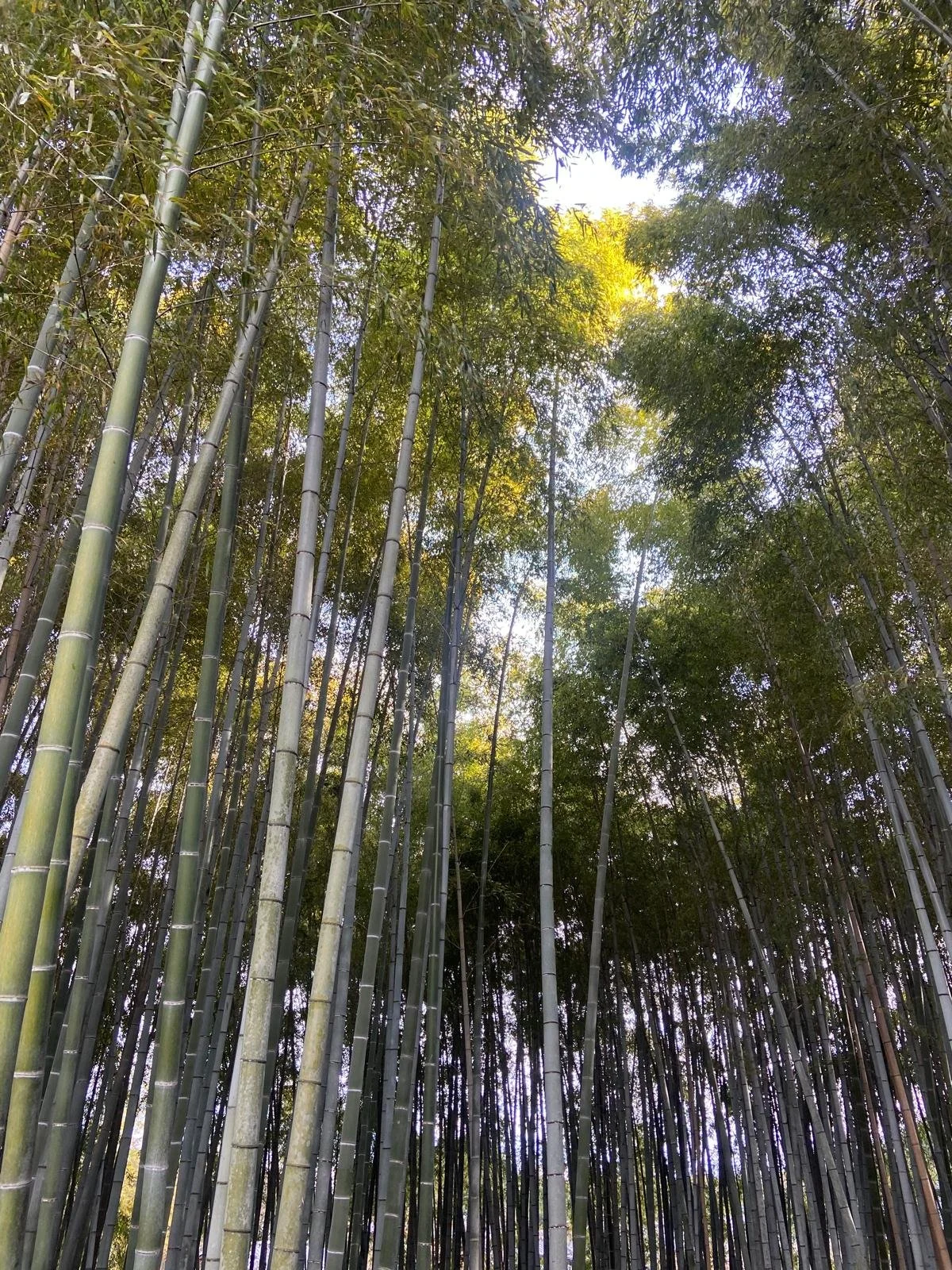 Tall bamboo stalks in a dense forest with sunlight filtering through green leaves overhead.