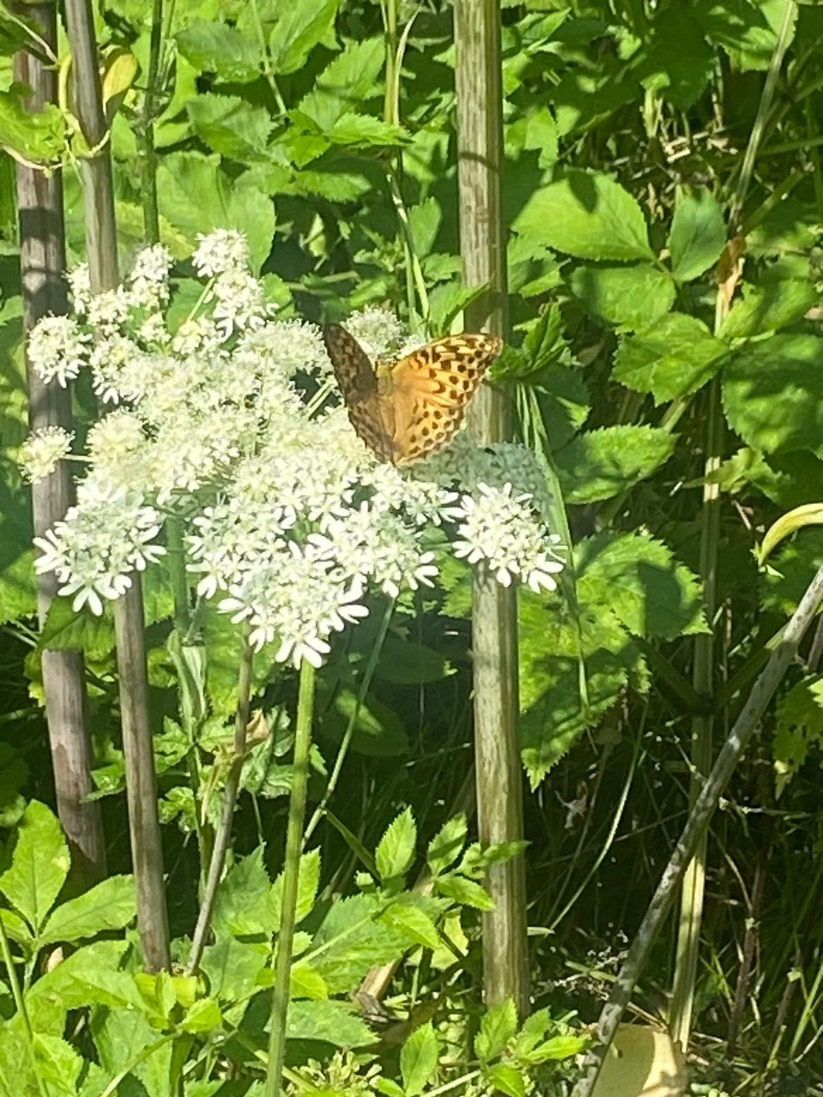 A butterfly sitting on white flowers in a garden with green leaves and stems.