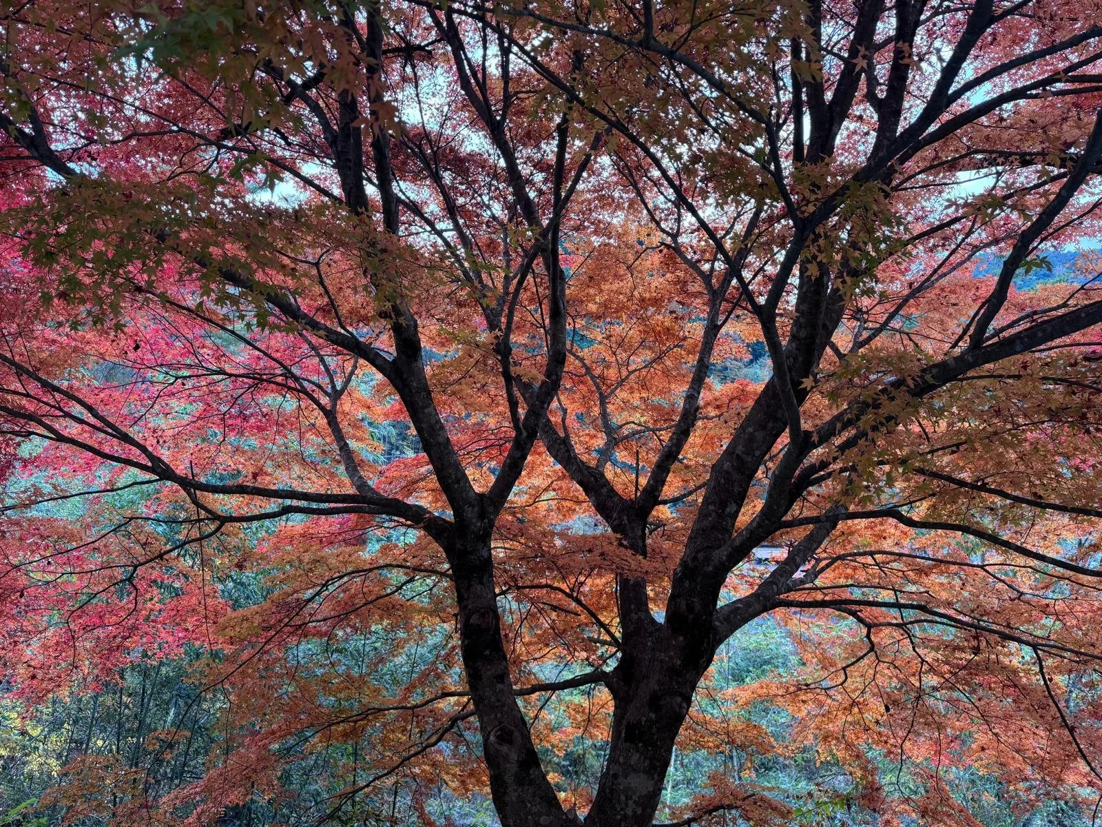 A tree with multiple branches covered in autumn leaves in shades of red, orange, and yellow. The sky is partially visible through the leaves.