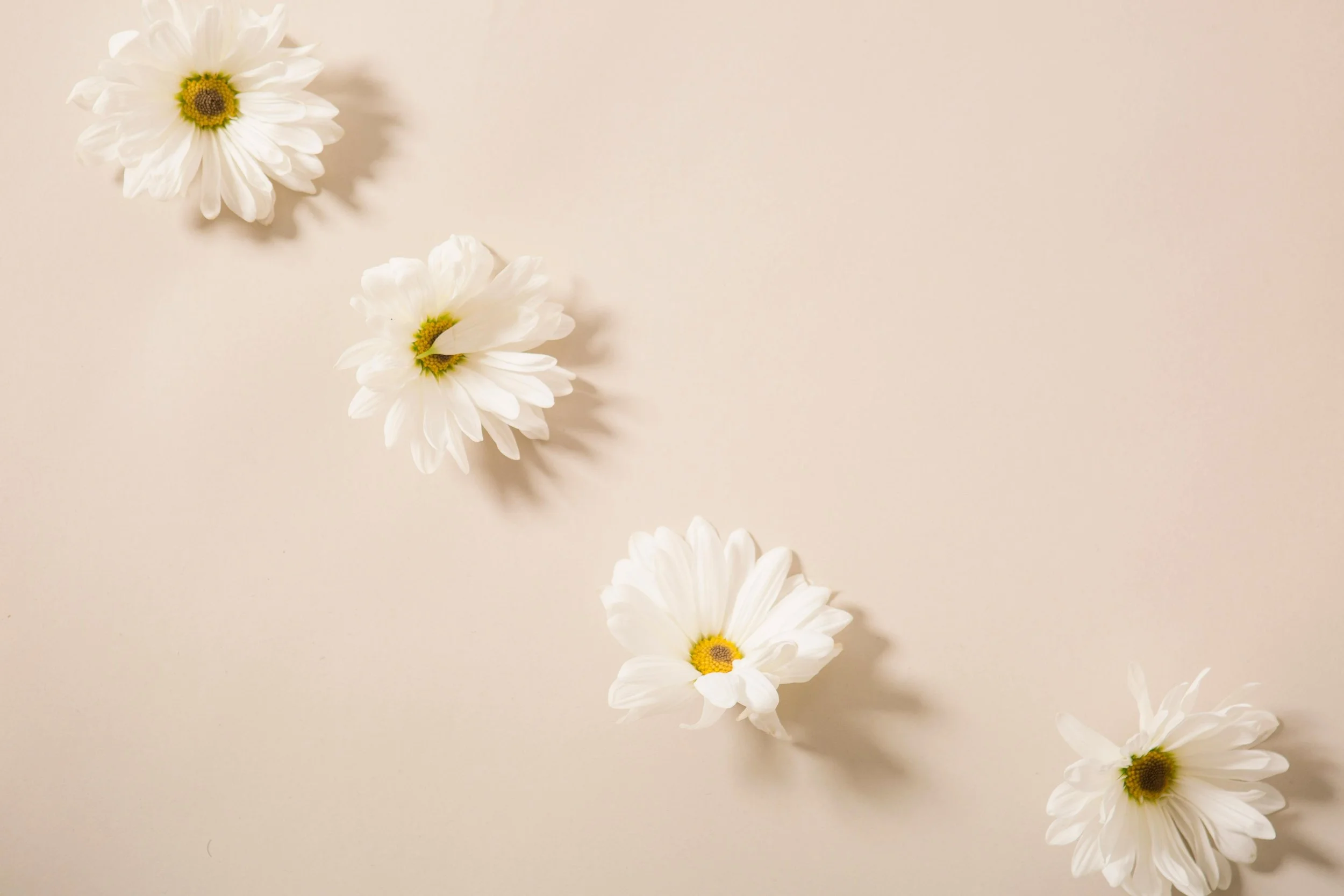 Four white daisies with yellow centers arranged diagonally on a light beige background.