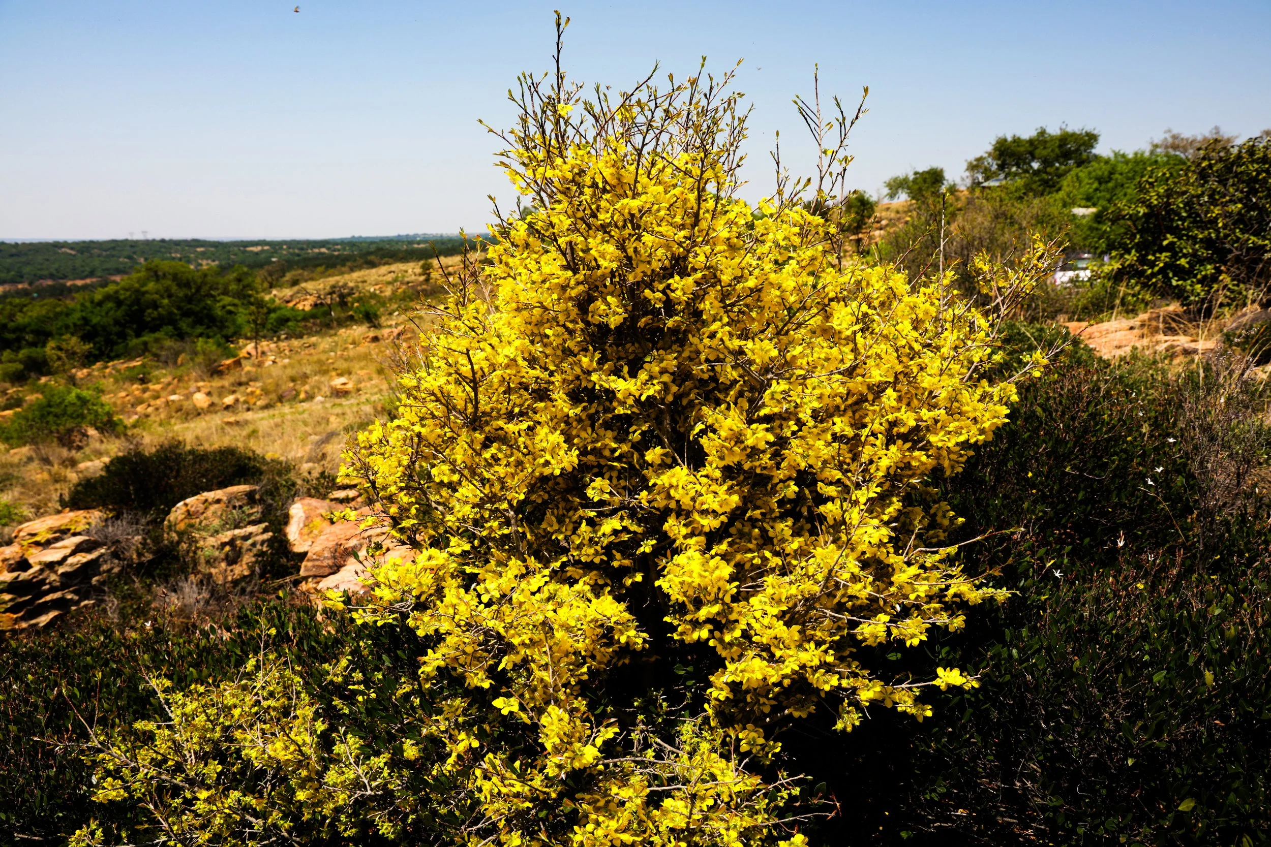 Yellow flowering bush in a dry landscape with scattered rocks and green trees, under a clear blue sky.