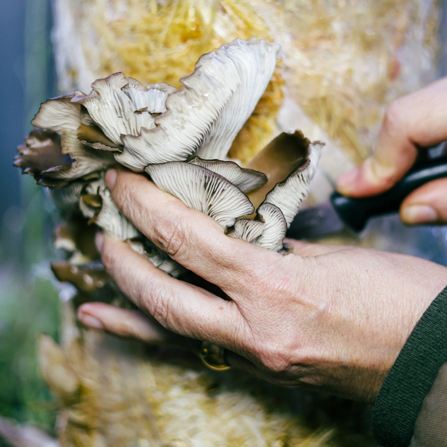 It's all about mushrooms 🍄
Go get yours @fungilorious now

#coppercatstudios #fungilorious #mushrooms #naturelover_gr #greenfingers #fresh #foodforfoodies