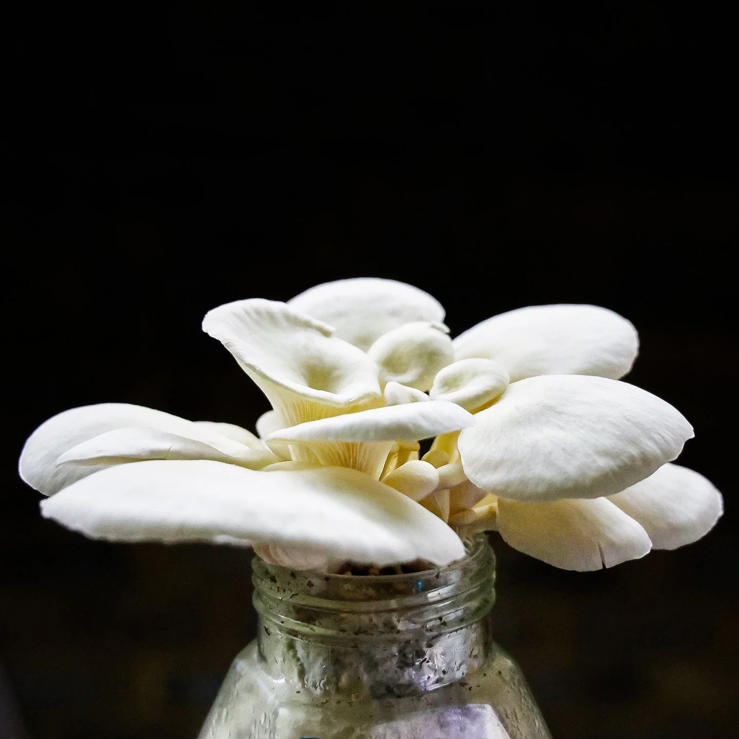 Mushrooms from @fungilorious are amazing! 

#mushrooms #fungus #foodforfoodies