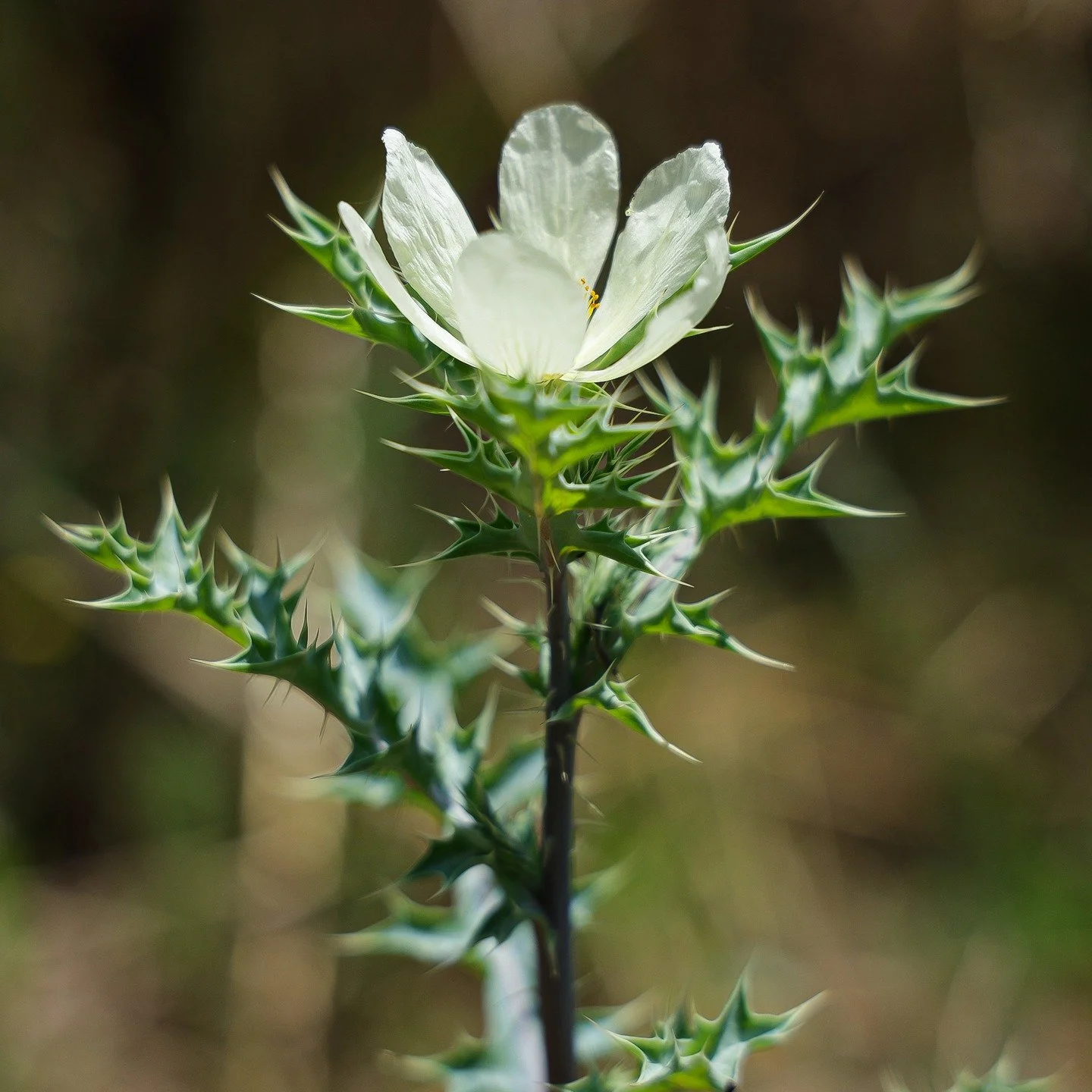 I found this amazing looking plant while on a hike in PTA.
#flower #plant #nature #southafrican