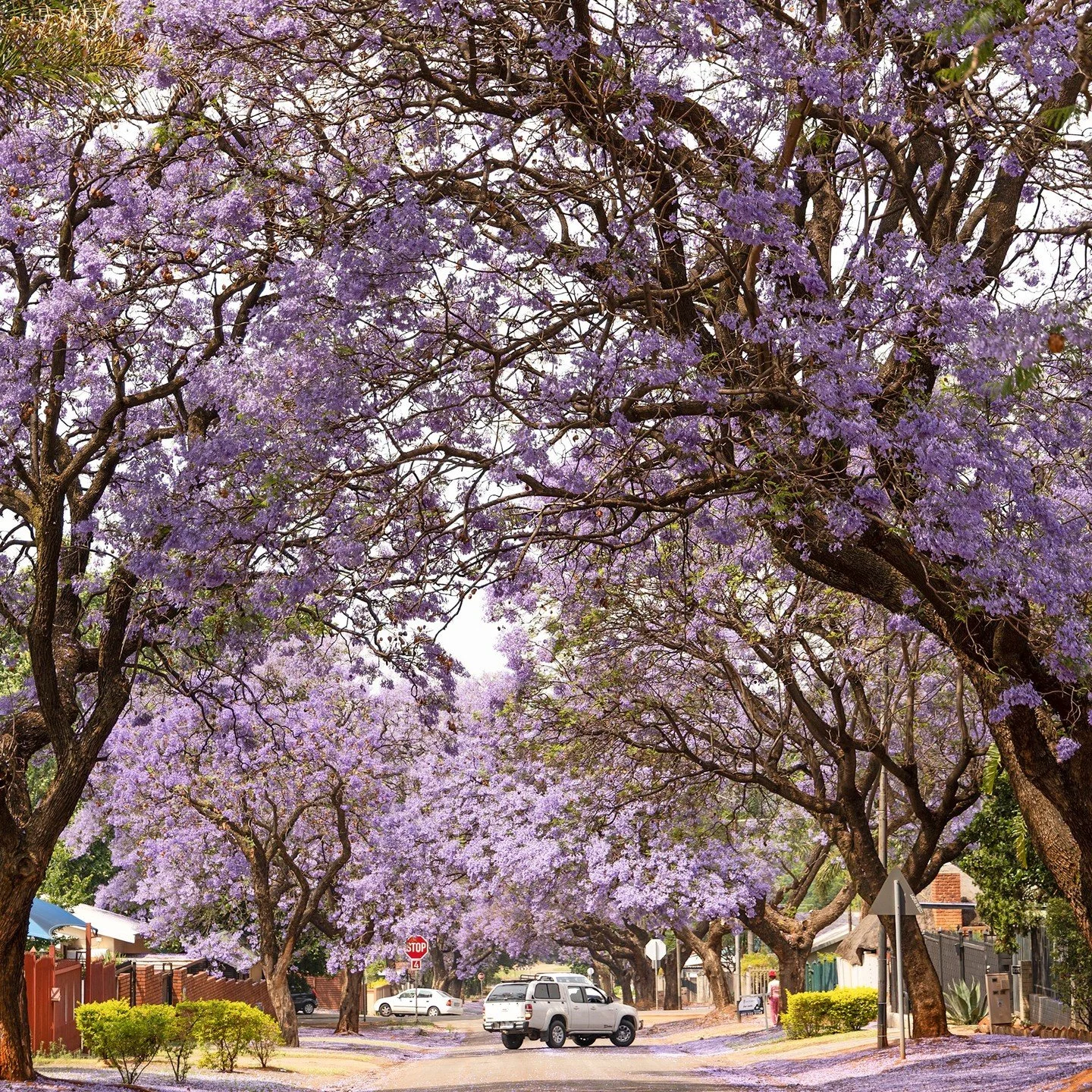 🌸 Jacaranda Dreams in Pretoria 🌸
Captured by Copper Cat Studios

There&rsquo;s something magical about the Jacaranda trees that blanket Pretoria with their vibrant, purple blooms each spring. Their delicate petals falling like confetti transform th