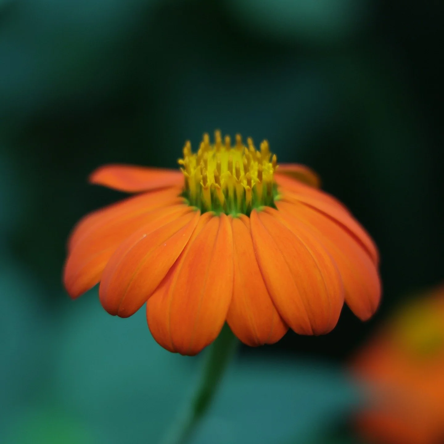 Red Sunflower
(Tithonia rotundifolia)

Origin: Mexico &amp; Central America

Now widespread in South Africa

Common in Gauteng, Limpopo, Mpumalanga &amp; North West