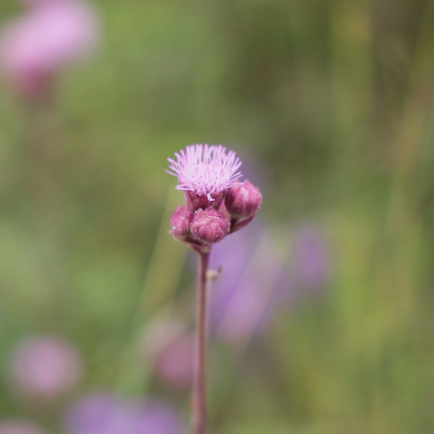 Pompom weed​​​​ 
(Campuloclinium macrocephalum) (Asteraceae)