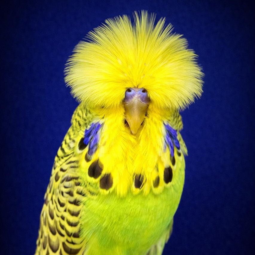 World-Class Budgerigars | Inside Pierre Swart's Champion Bloodlines

Video on YouTube Below
https://www.youtube.com/watch?v=8y8KdPCRWBE&amp;t=24s