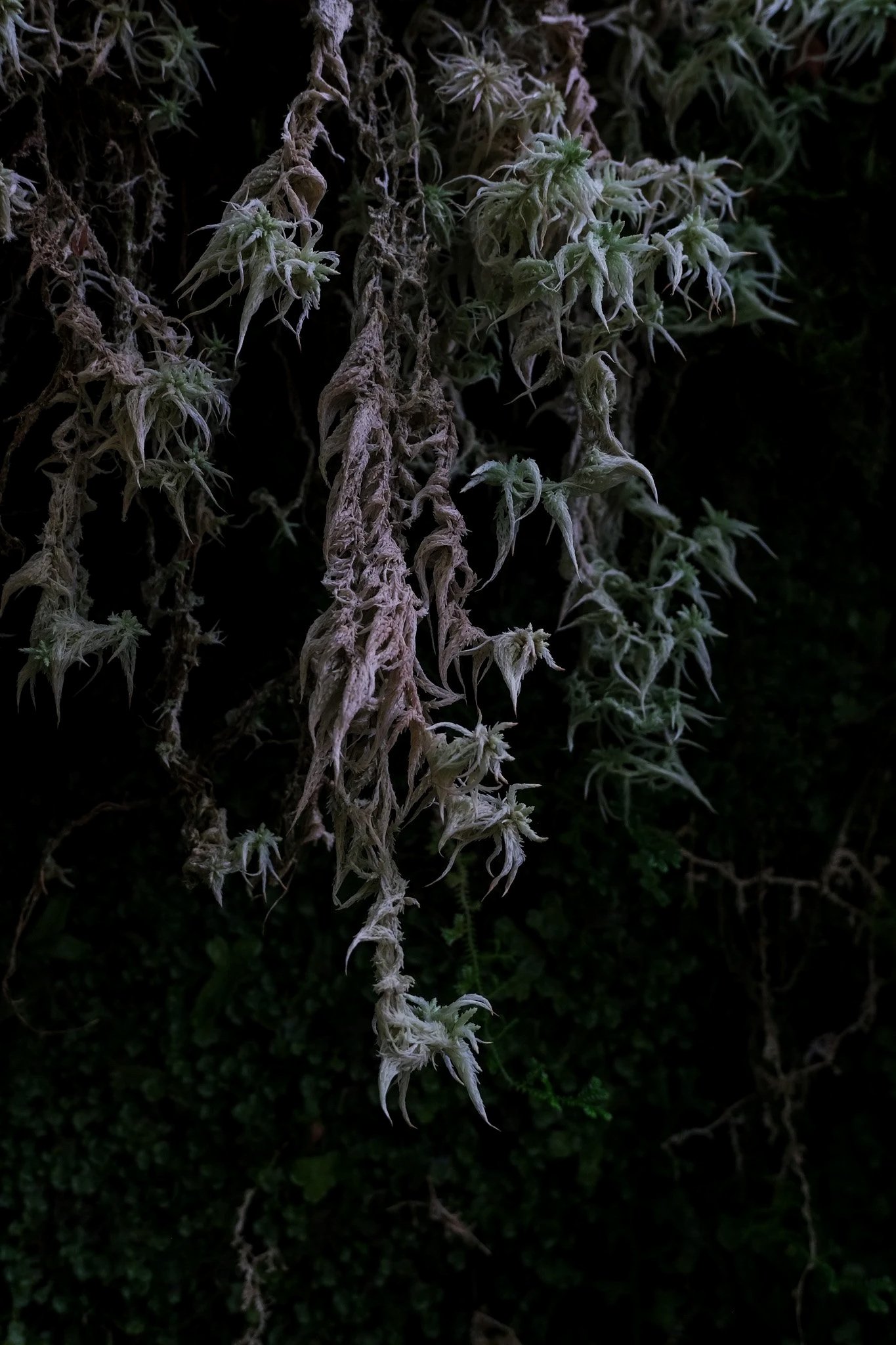 DSCF7777-2.jpg