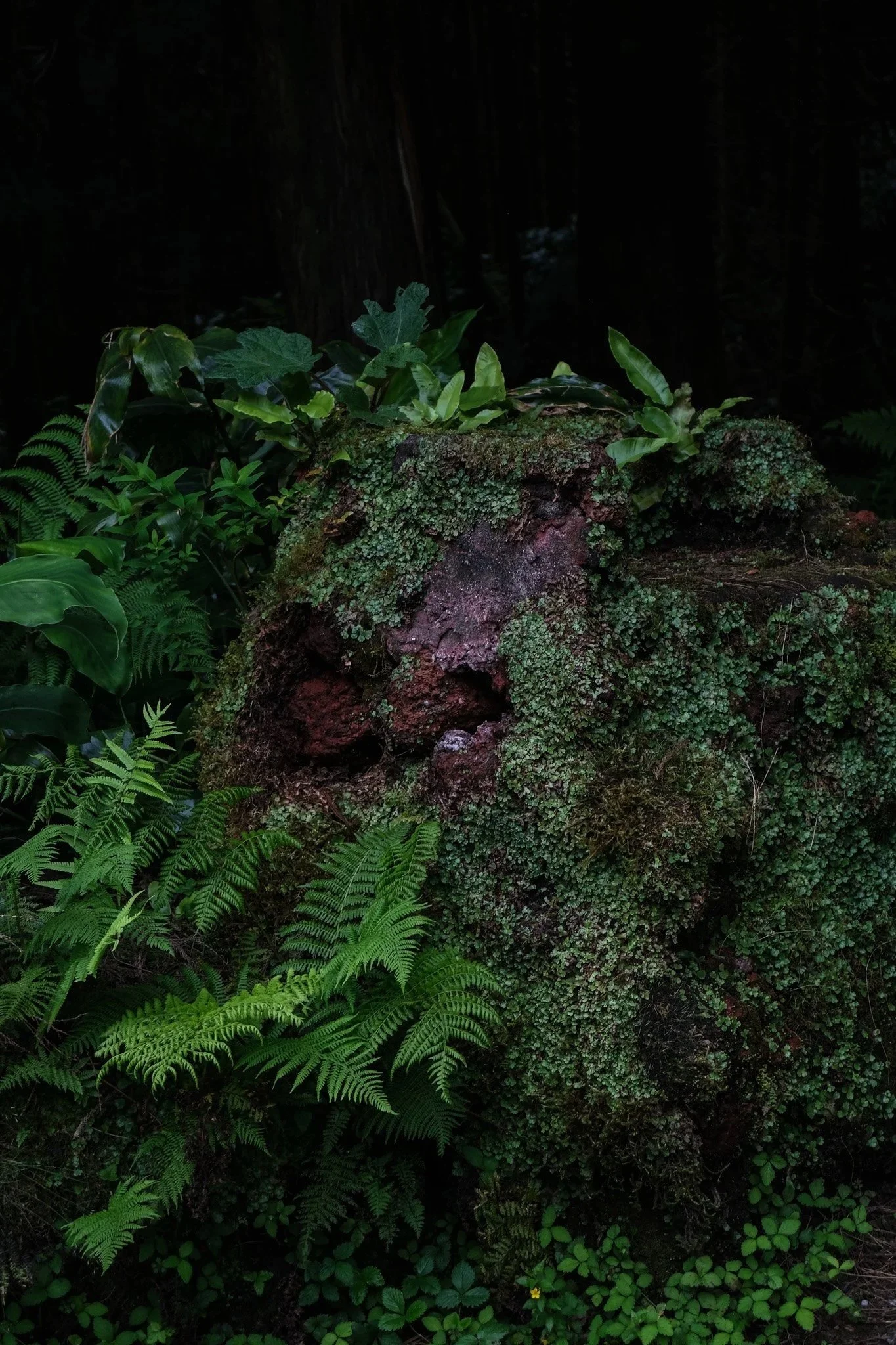 DSCF7813-2.jpg