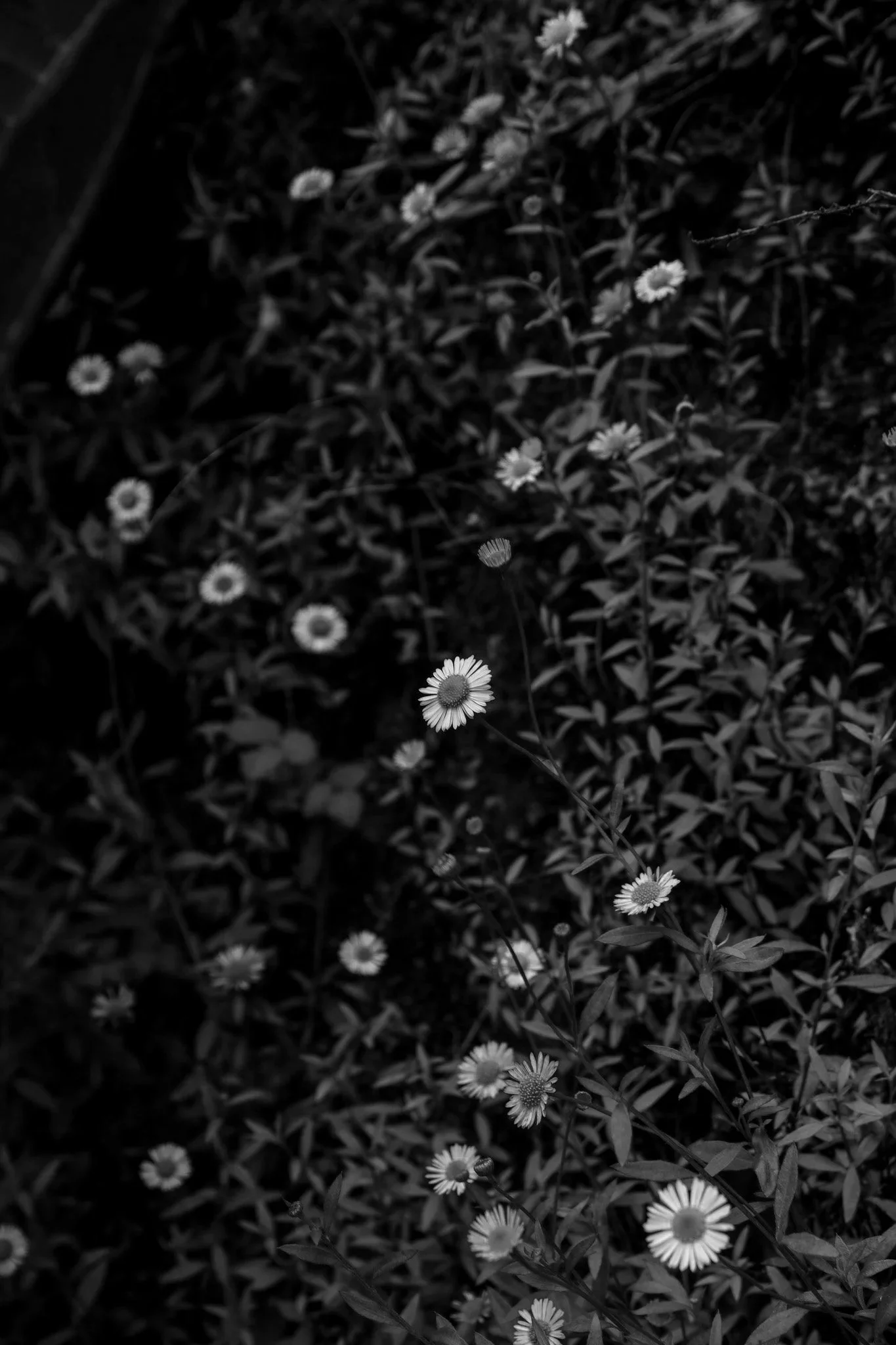 DSCF7791-2.jpg