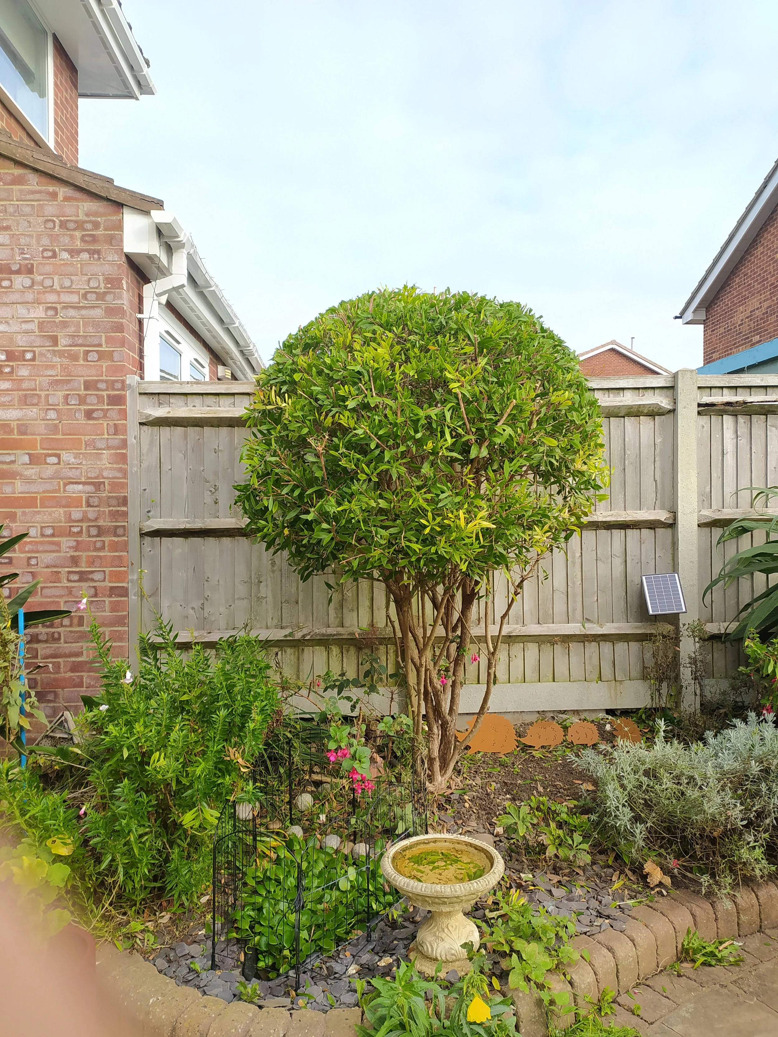 Bottlebrush and Holly trimming