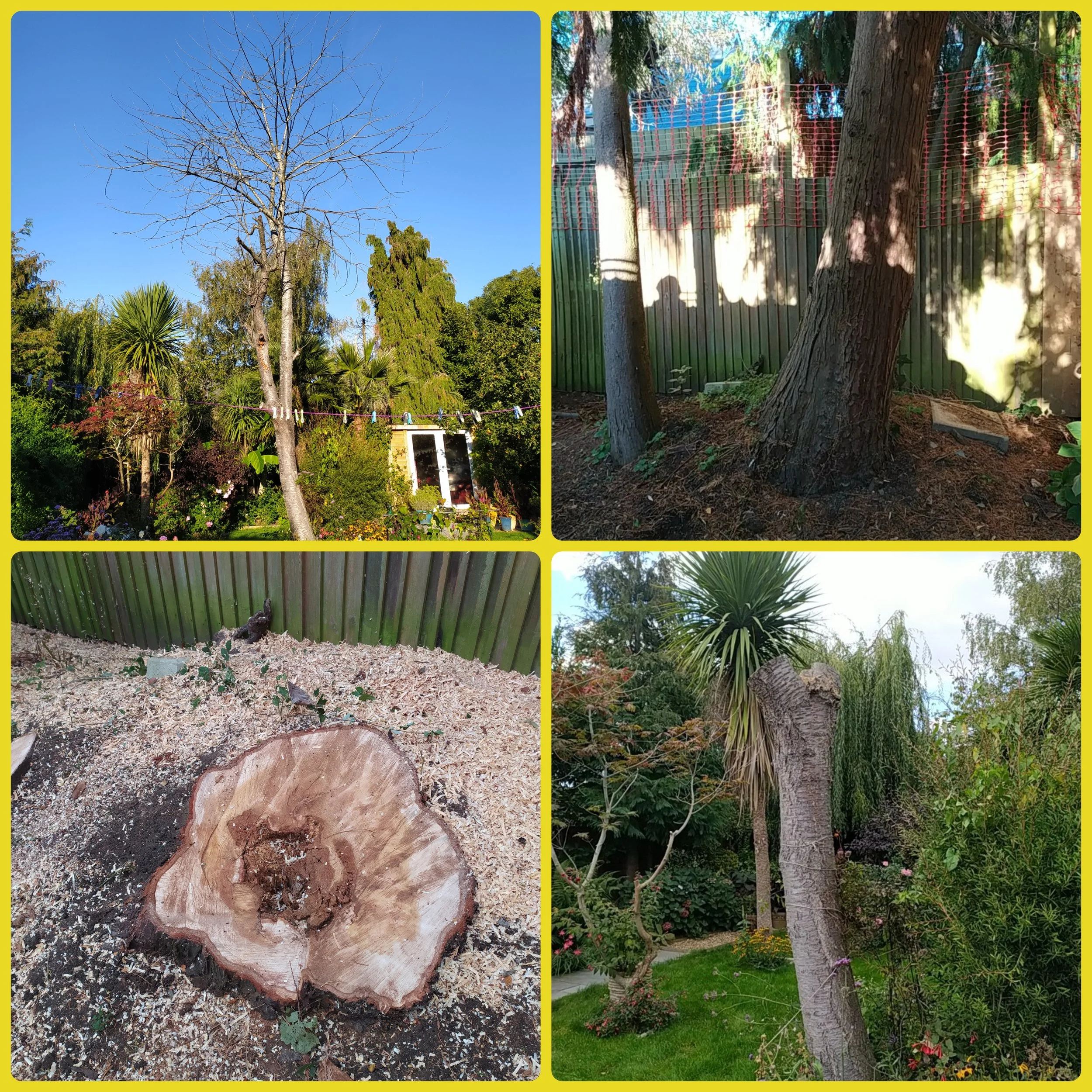 Leaning Cypress  Removal and a Dead Cherry Monolith