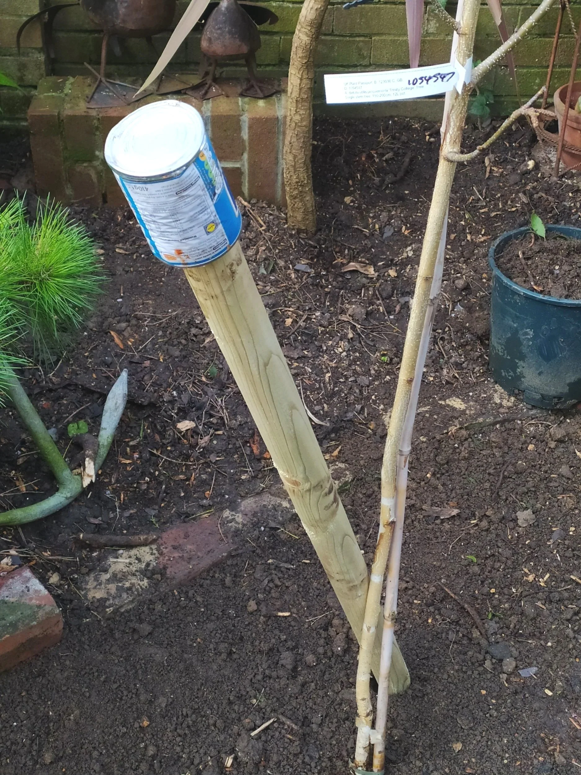 Silver Birch Planting