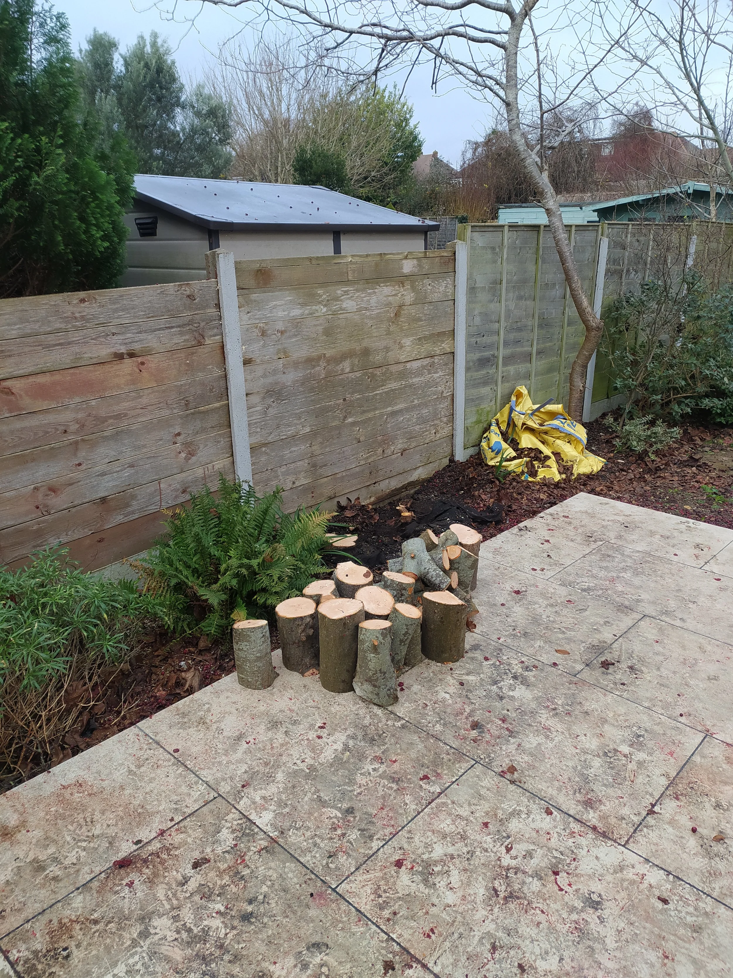 Ornamental Apple Removal