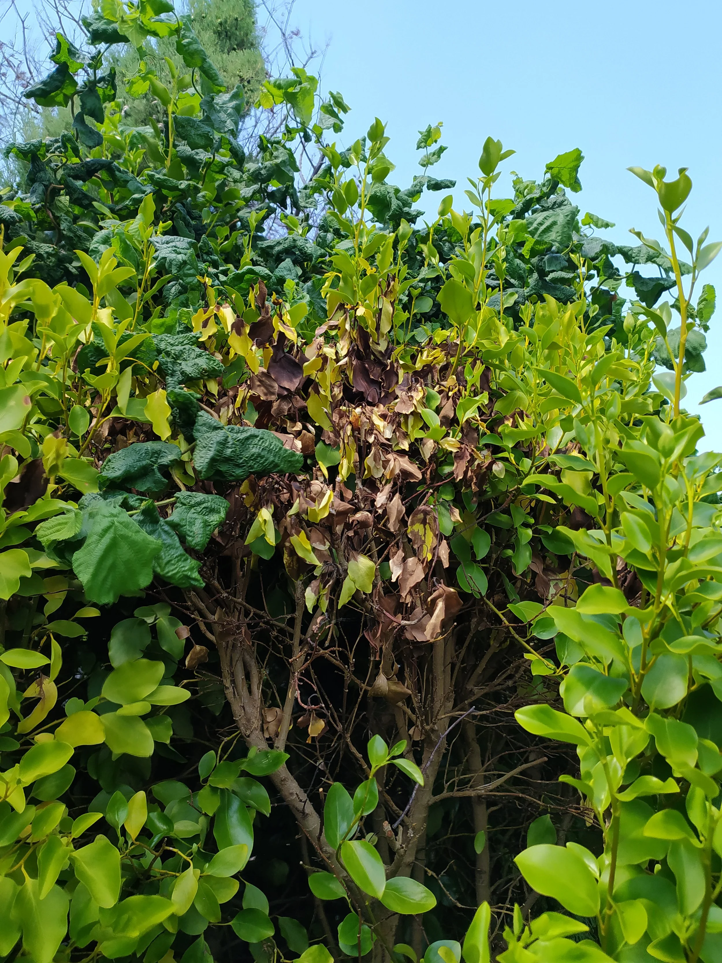 Griselinia fell