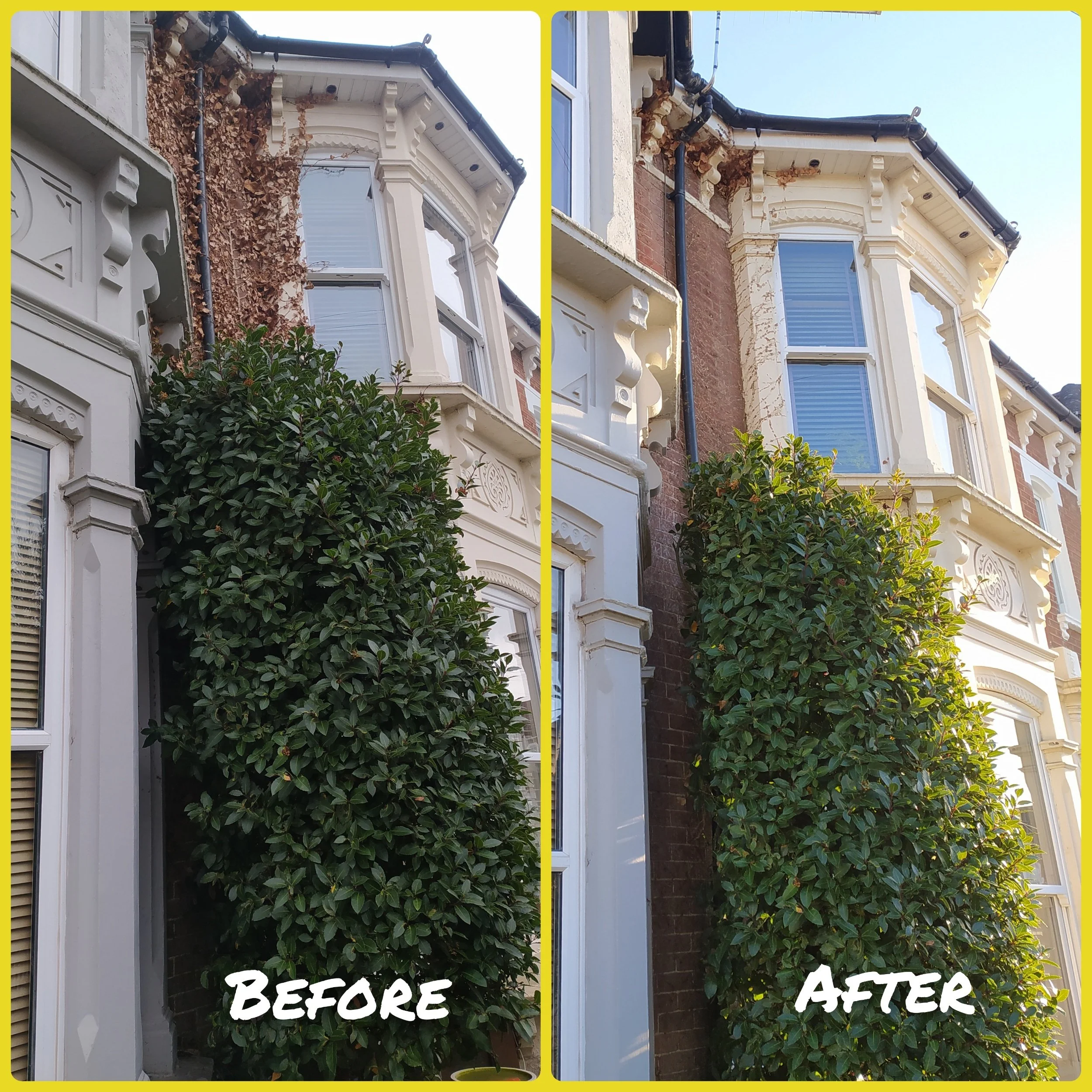 Ivy Removal, Bay Trim and Speckled Laurel Tidy