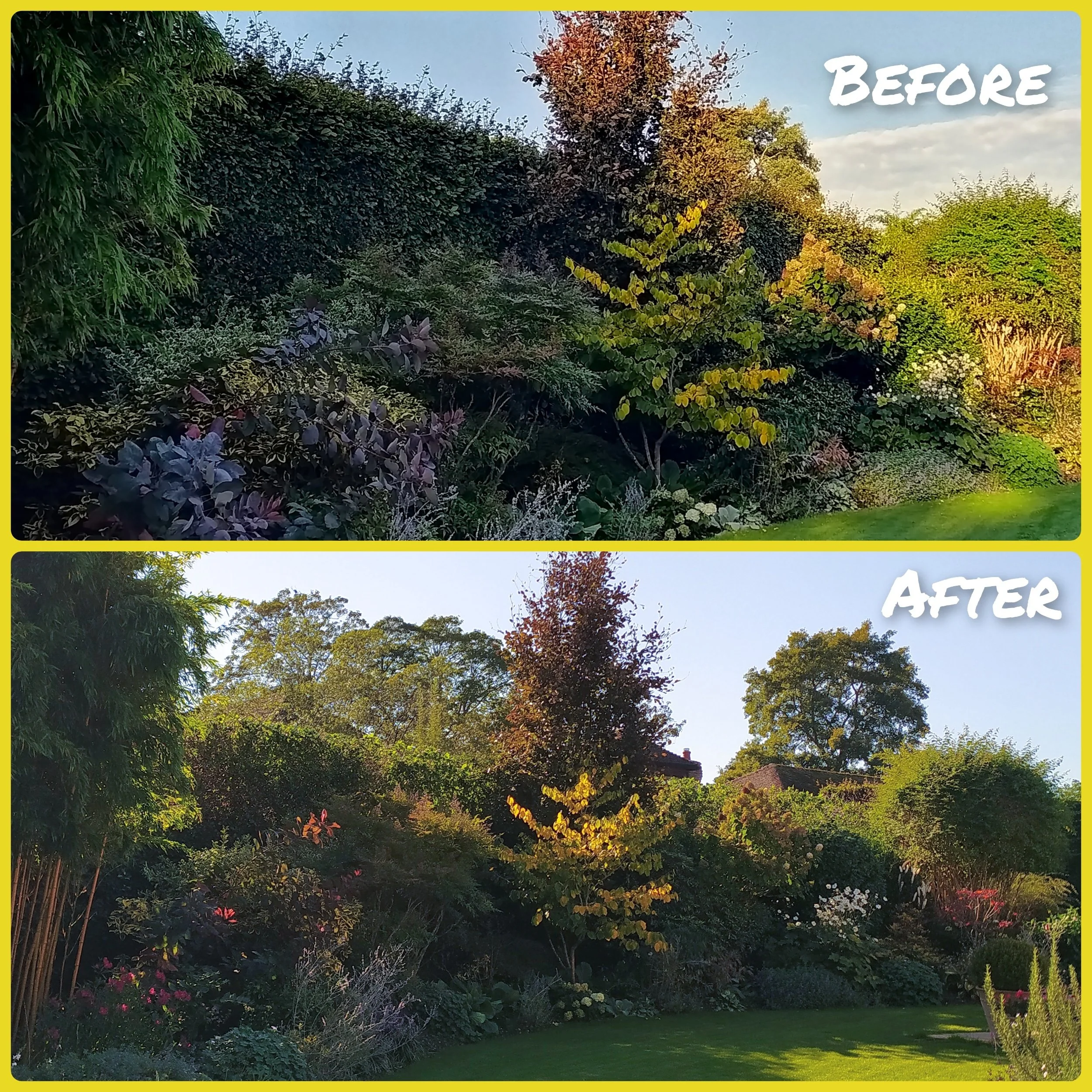 Beech Hedge Reduction