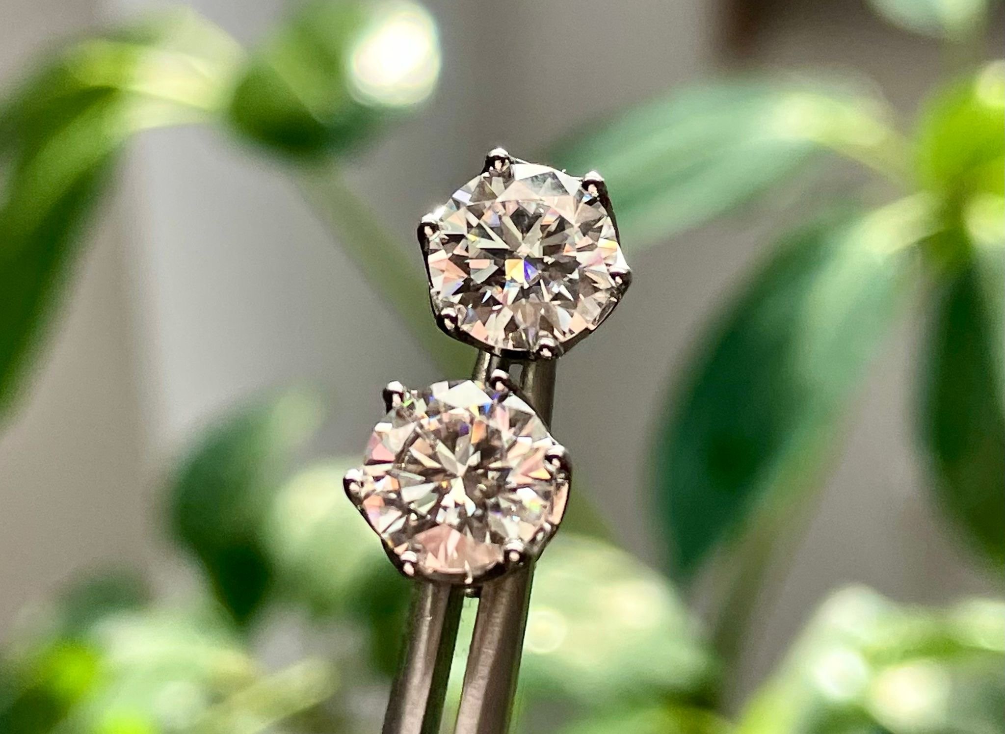 Close-up of a pair of diamond earrings with round cut diamonds set in a prong setting, against a blurred green leafy background.