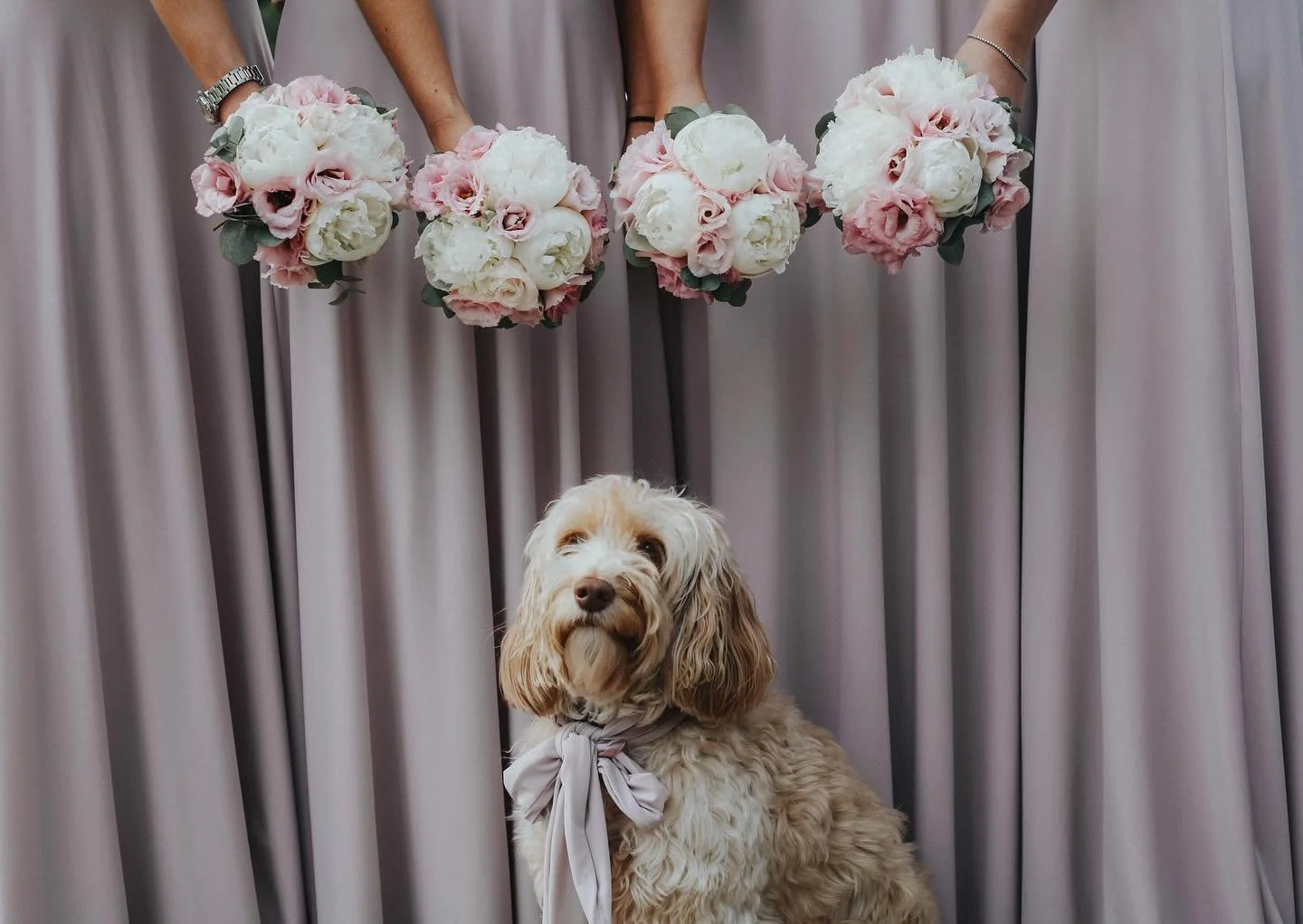 A special day featuring a special furry friend 🐕💒💍🤍