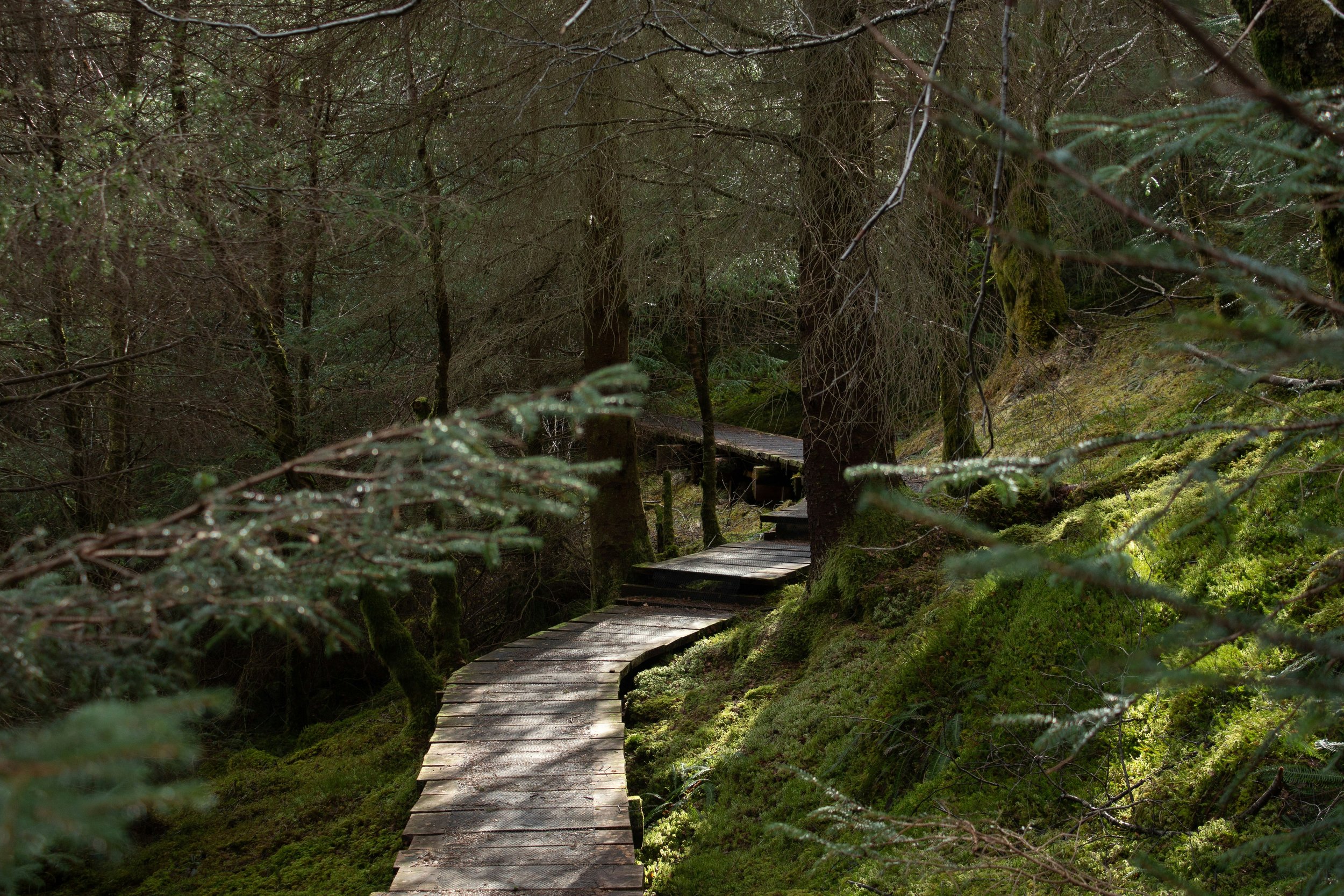 We Love The National Forestry Strategy… But The Government Is At War With Itself