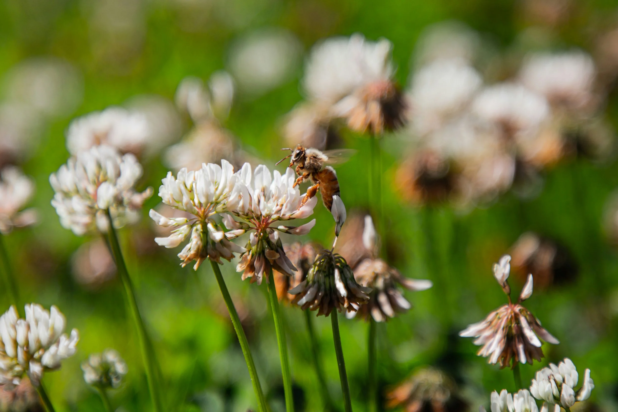 Diversifying The Foodweb