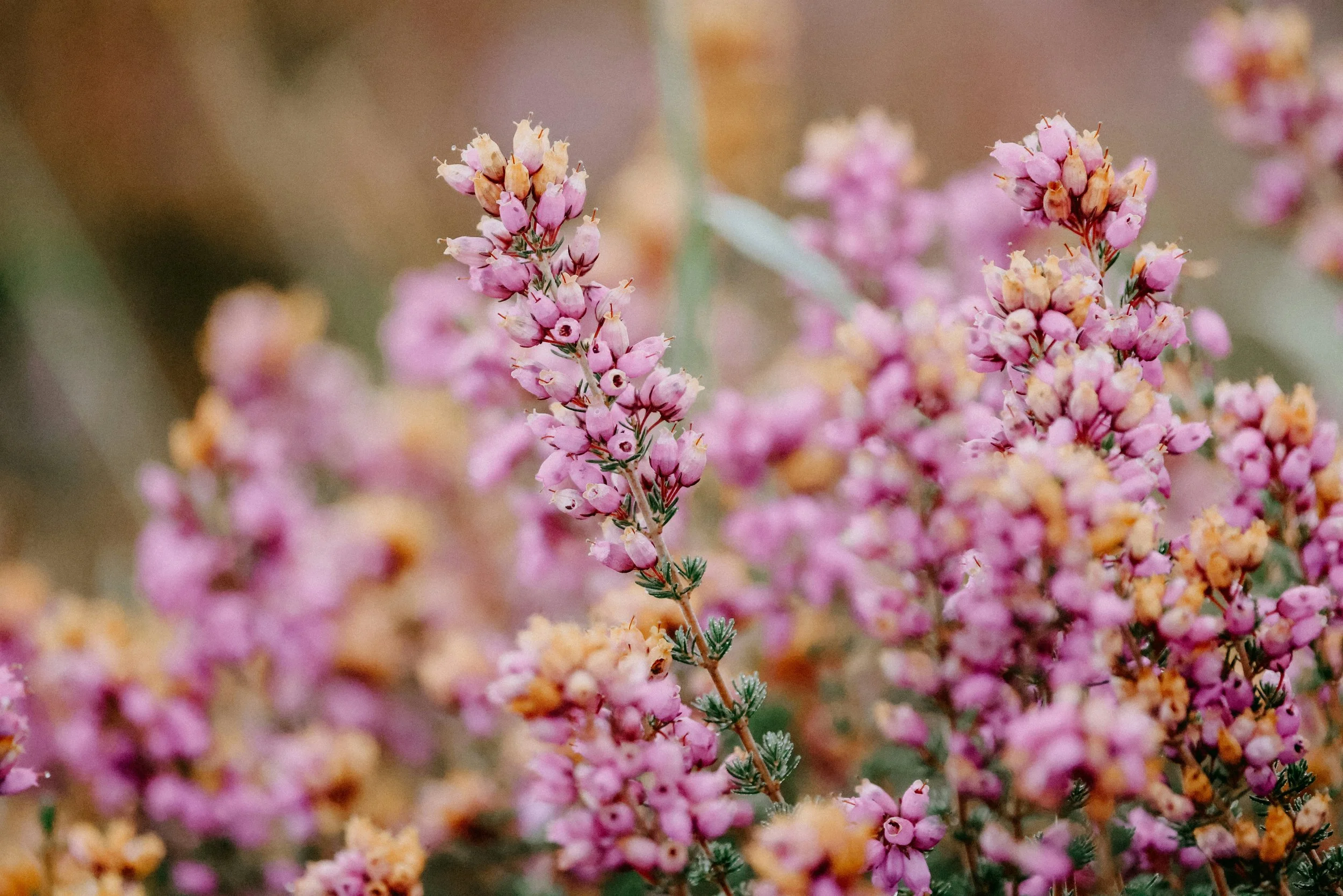 Floral Diversity + Pollinators