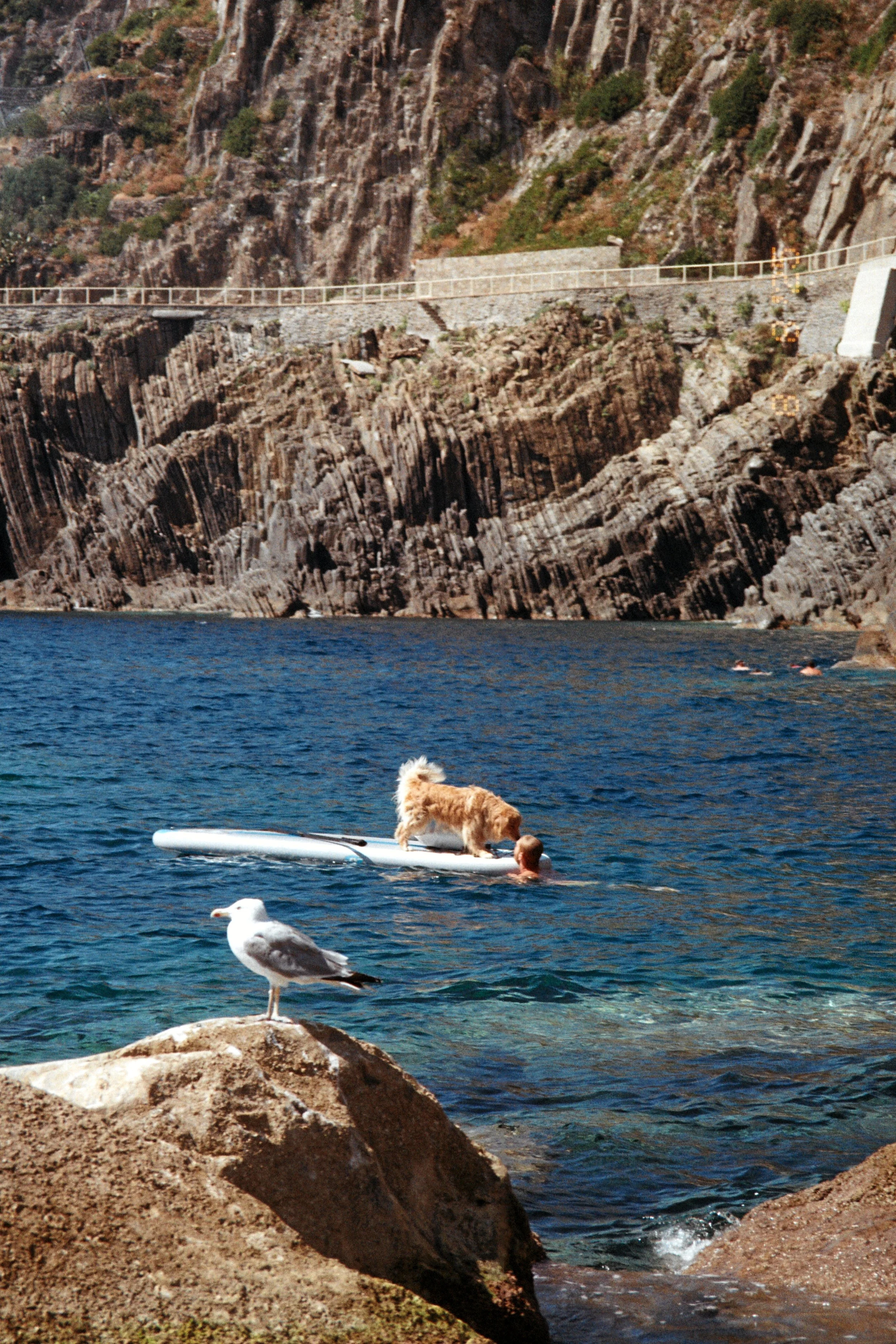 A person swimming in the ocean with a dog on a paddleboard, a seagull perched on a rock in the foreground, rocky cliffs and a pathway with a railing in the background.