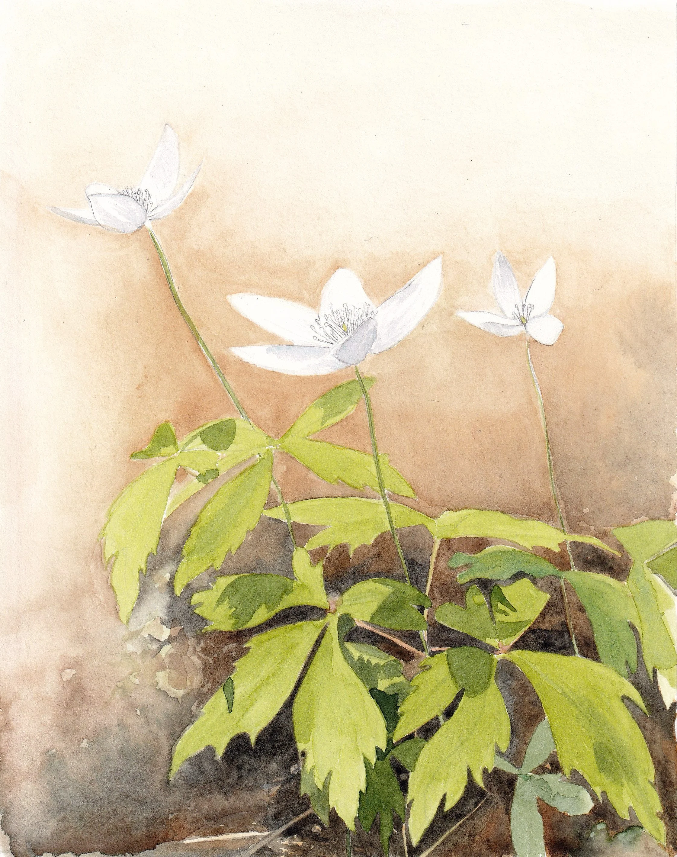 Wood Anemones