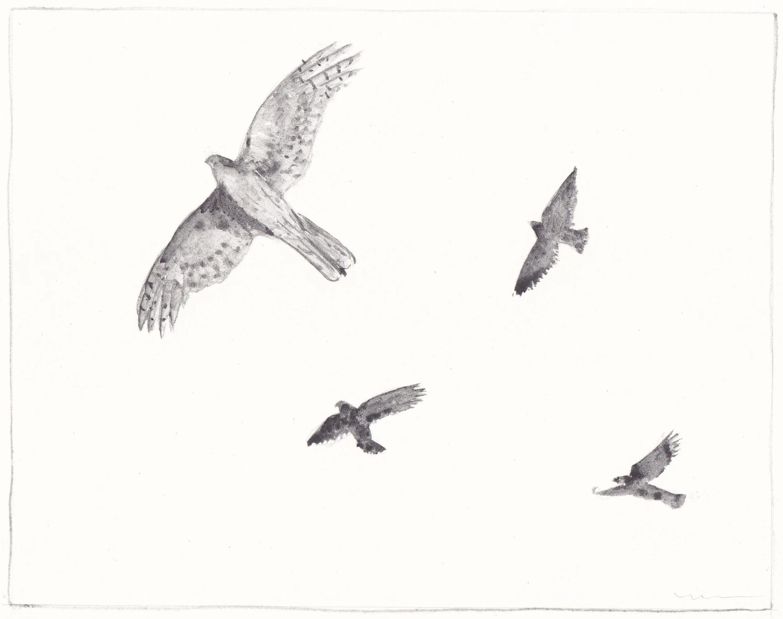 Maybe a Kestrel