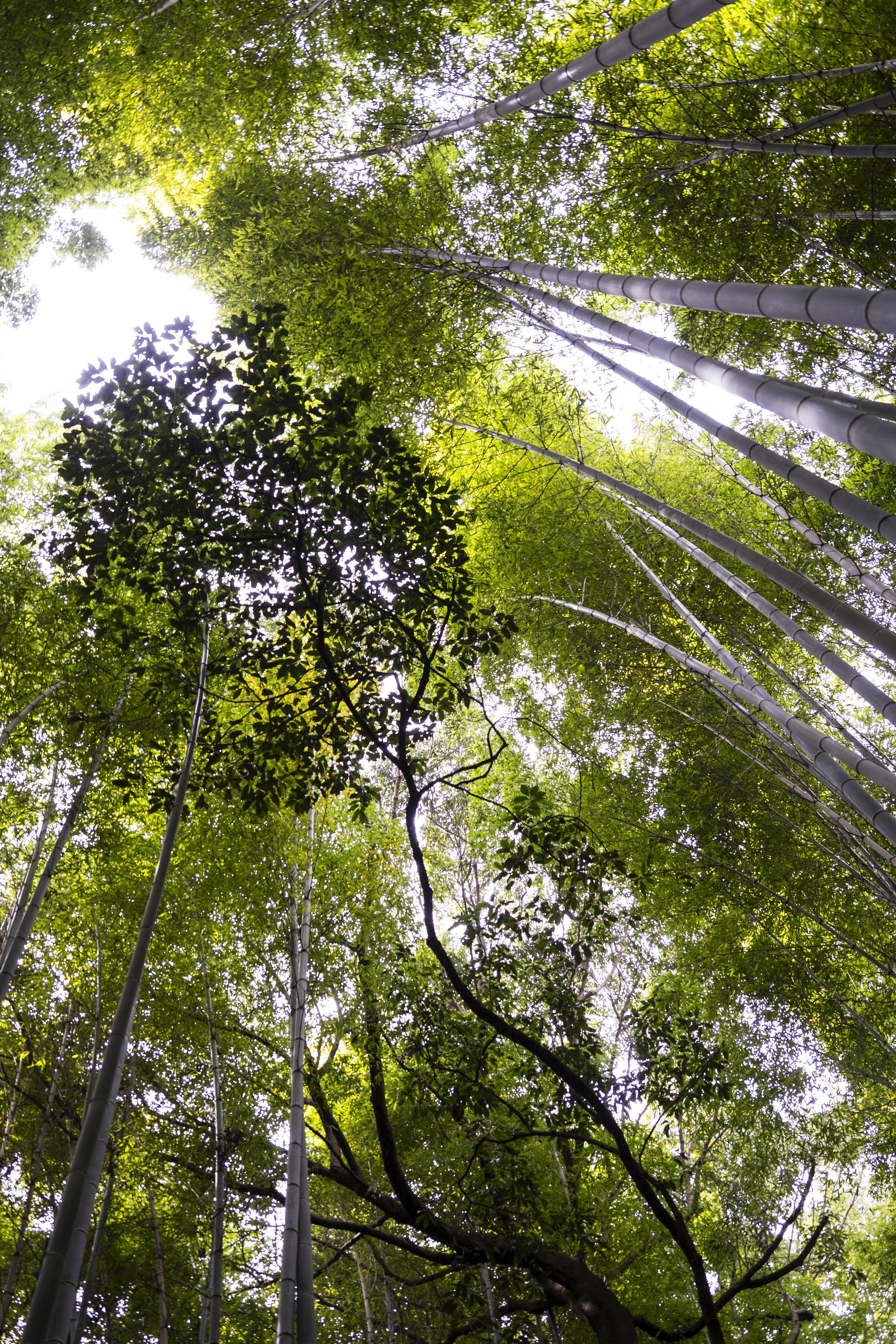 2025-02-19 Arashiyama, Foresta di bambù (41) copia_1.JPG