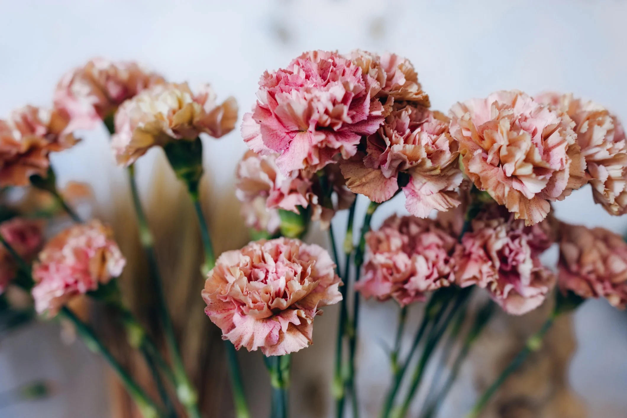 Close-up of pink and cream carnations in a bouquet.
