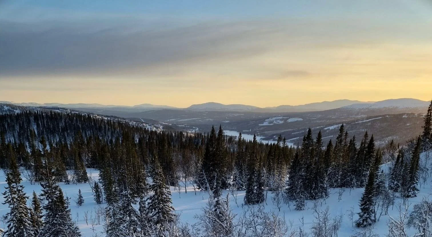 Snow-covered pine forest in a valley with mountains in the distance during sunset or sunrise.