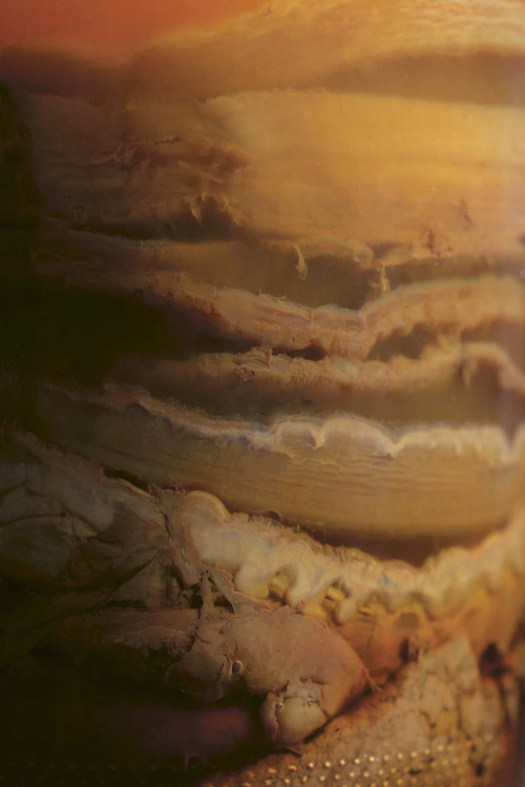 Close-up van een kombuchazwam