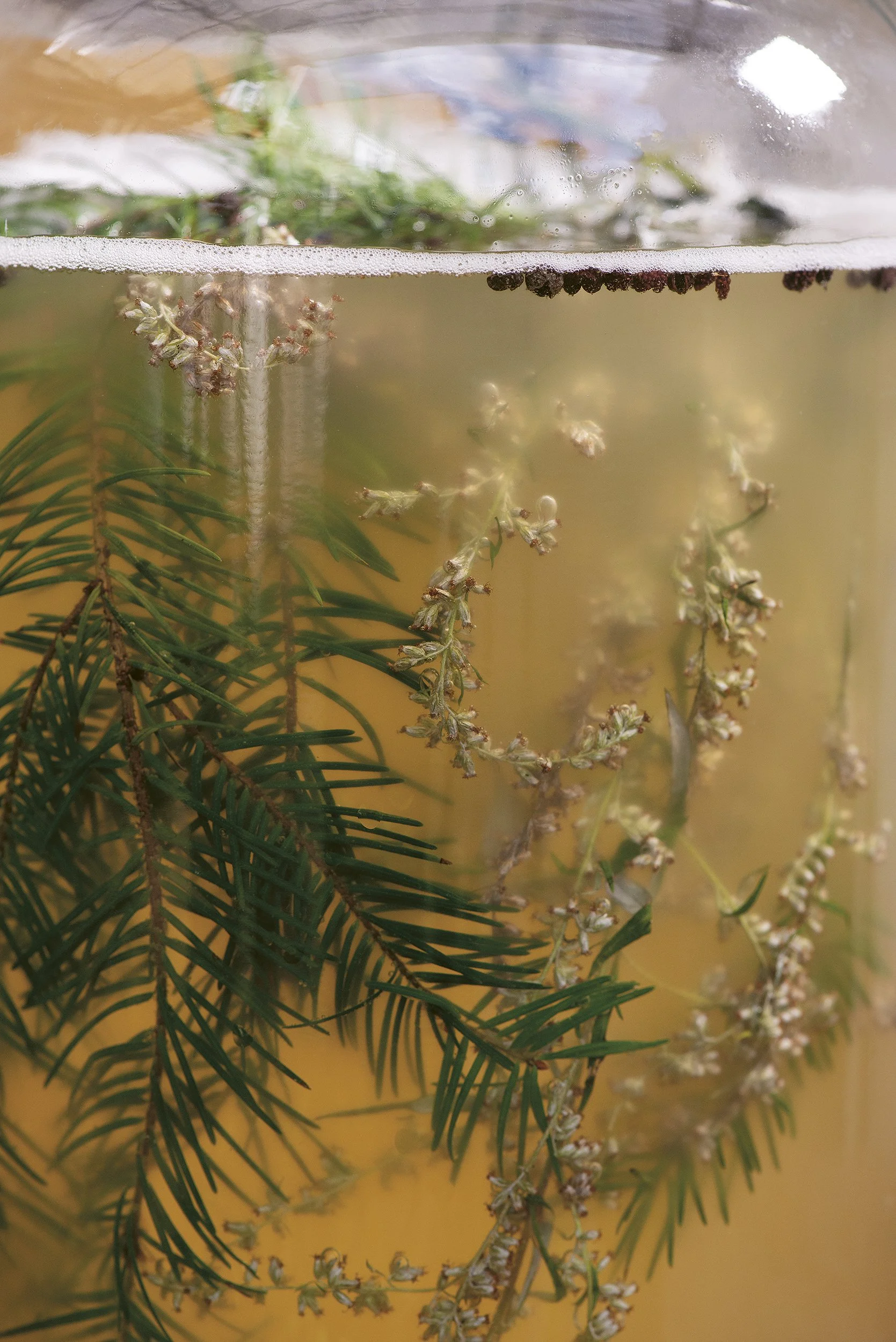 Planten en bloemen onder water, met een bovenaanzicht van de waterlijn, decoratief en natuurlijk.