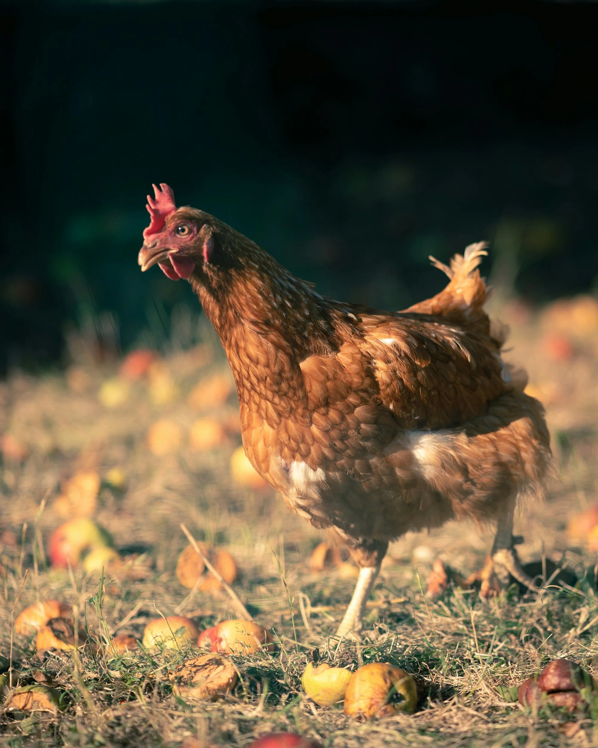 A chicken standing outdoors among fallen apples.
