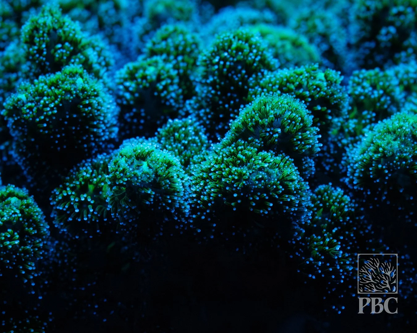 Fantasy Island Birdsnest