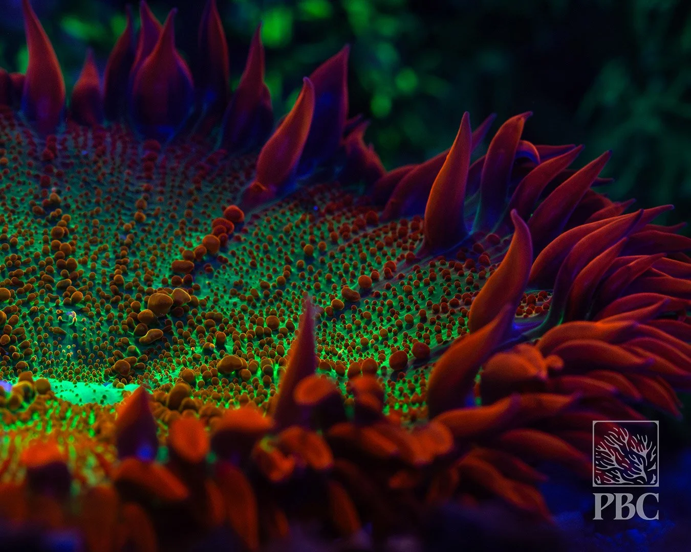 Toxic Swamp Flower Anemone