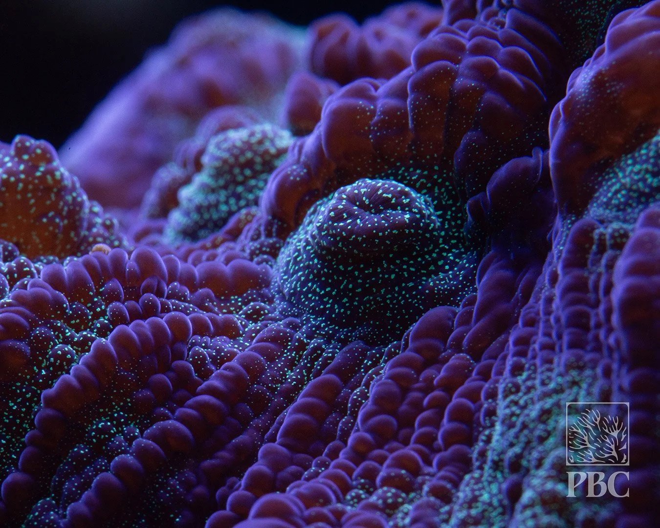 Plumb Crazy Glitter Acanthastrea Echinata