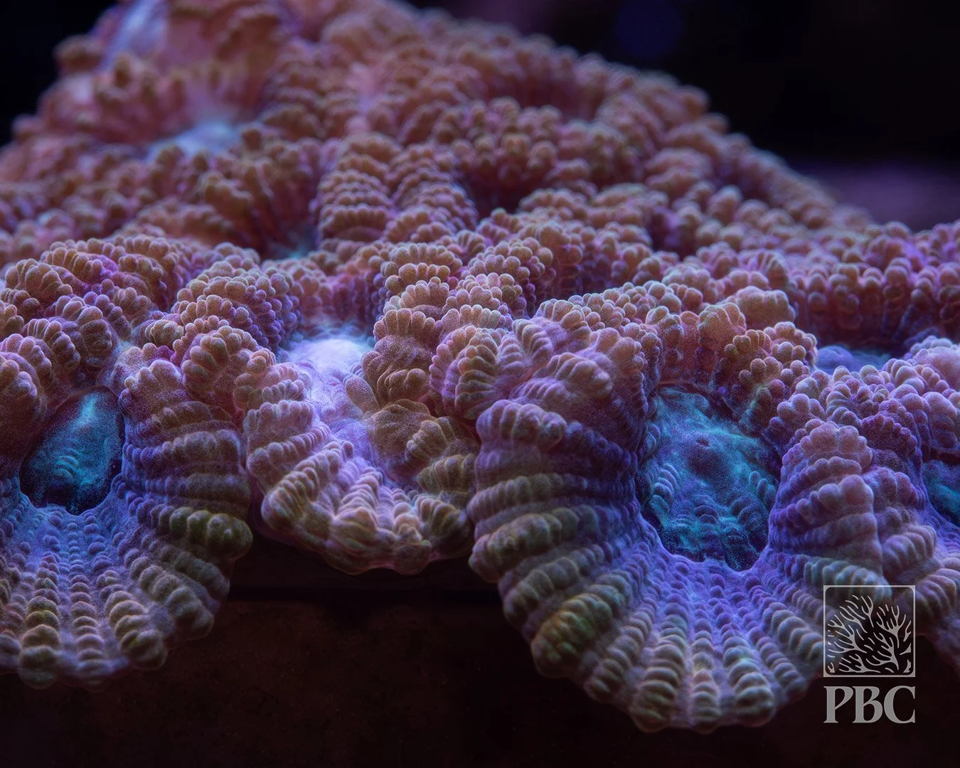  Fruit Cocktail Favia