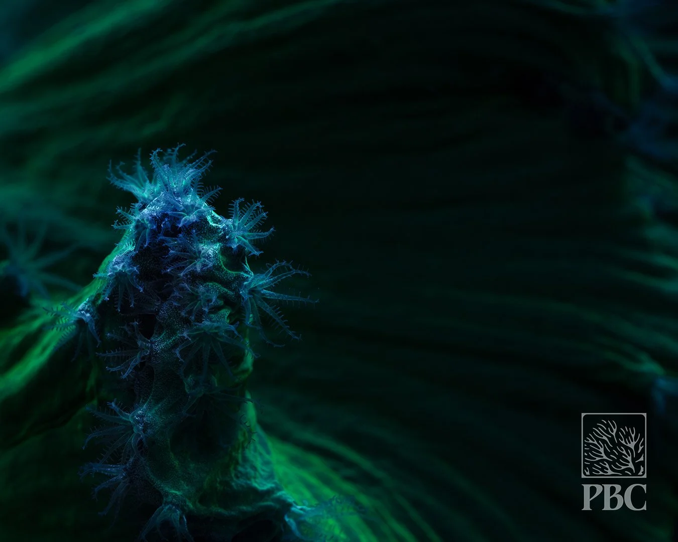 Nuclear Cabbage Leather