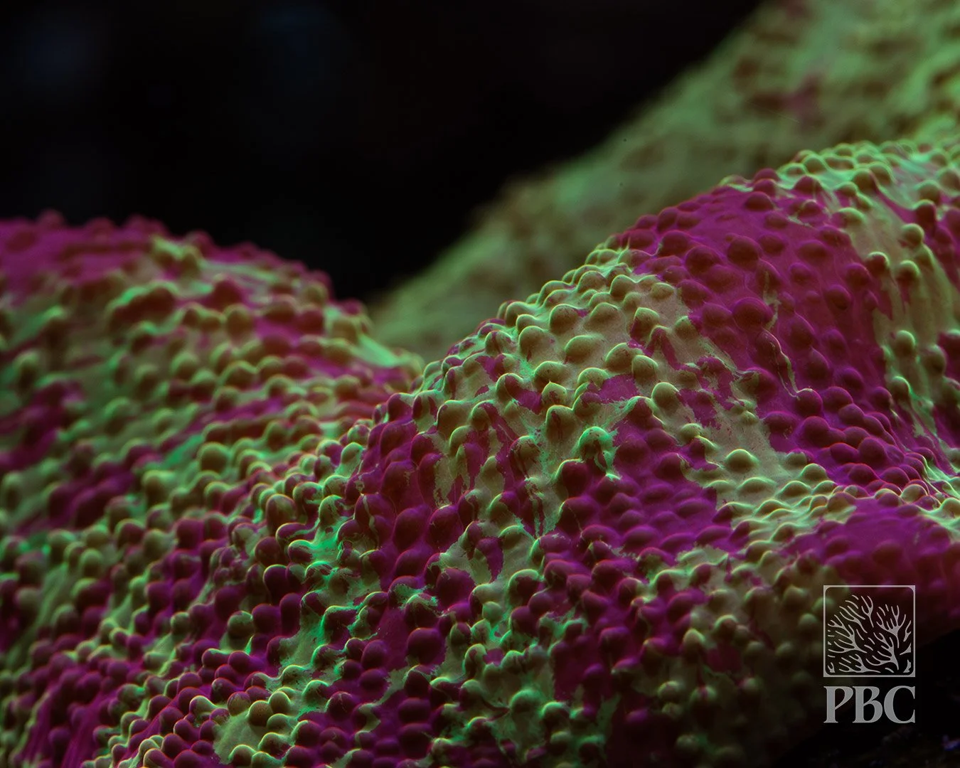 Jawbreaker Discosoma Mushroom