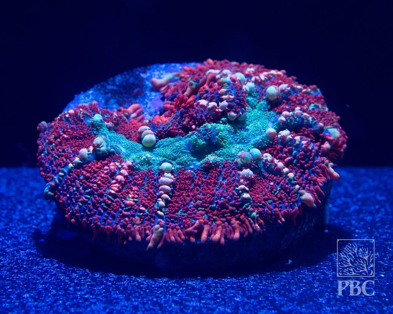 Frostmourne Rhodactis Mushroom