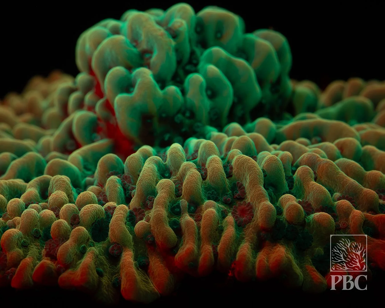 Smoldering Bananas Montipora