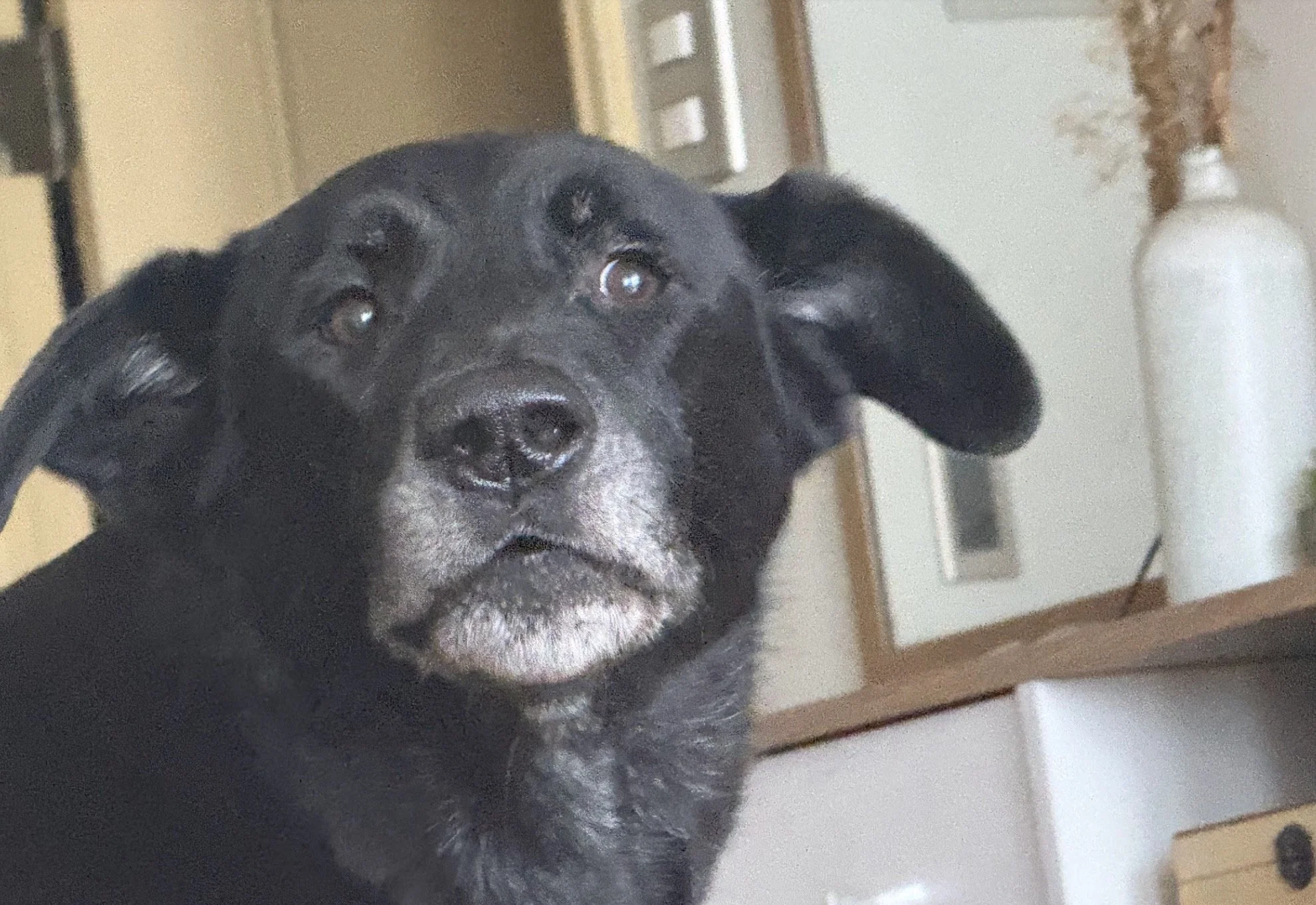 Veterinaria Puente Alto, Veterinaria Pirque, Veterinaria La Florida