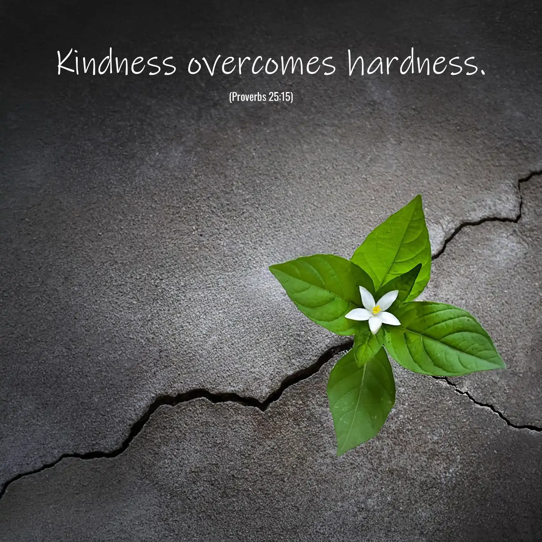 Proverbs 25:15 Bible verse with a green plant growing through cracked stone symbolizing the power of kindness and patience.