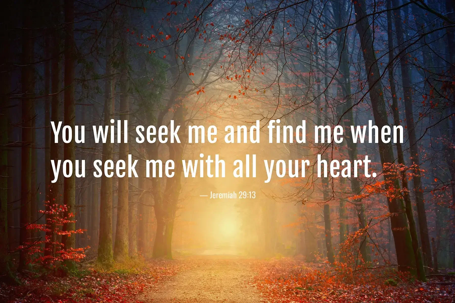 Jeremiah 29:13 Bible verse in misty autumn forest saying you will seek me and find me with all your heart.