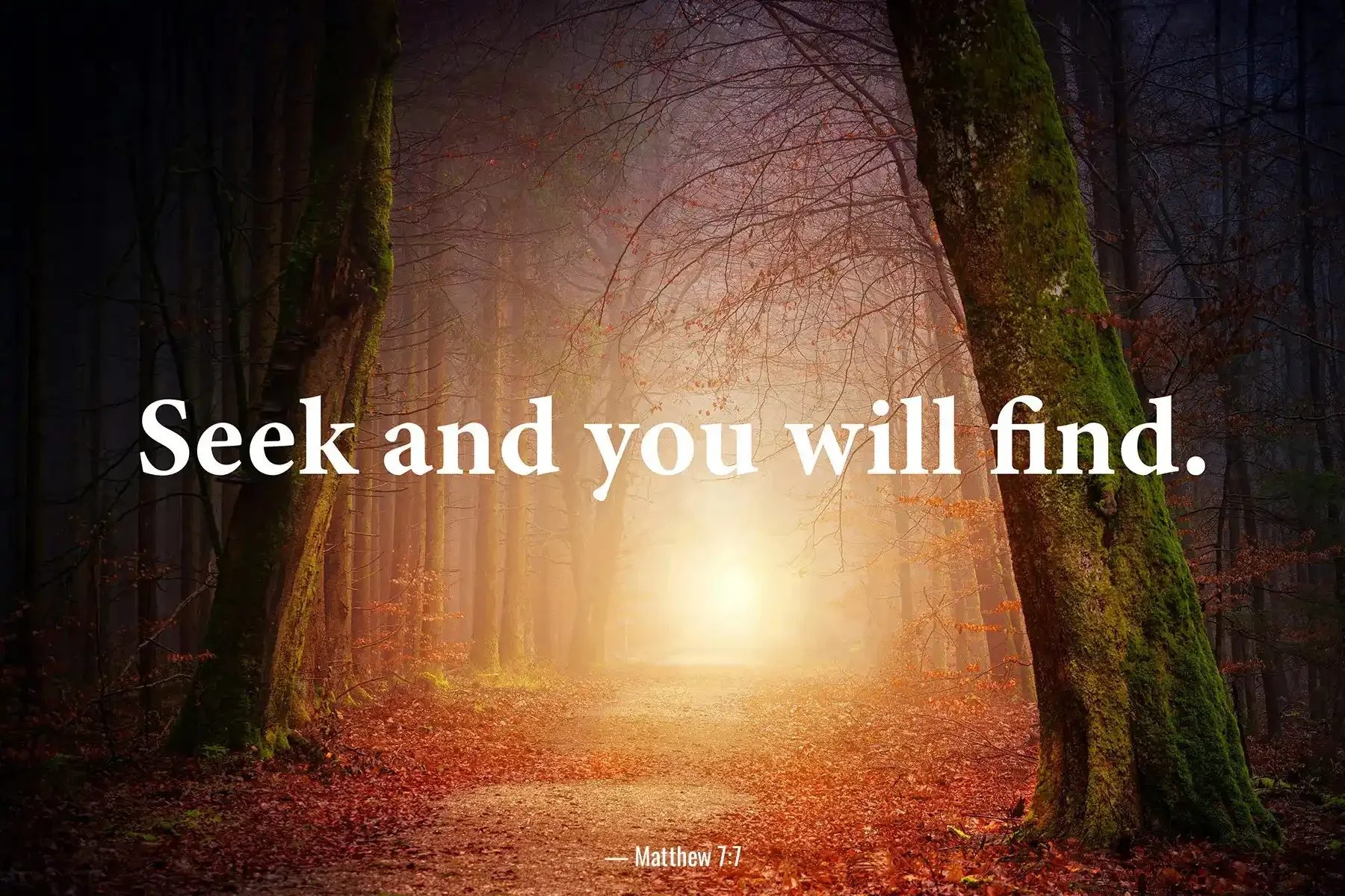 Matthew 7:7 Bible verse with glowing forest path and message Seek and you will find.