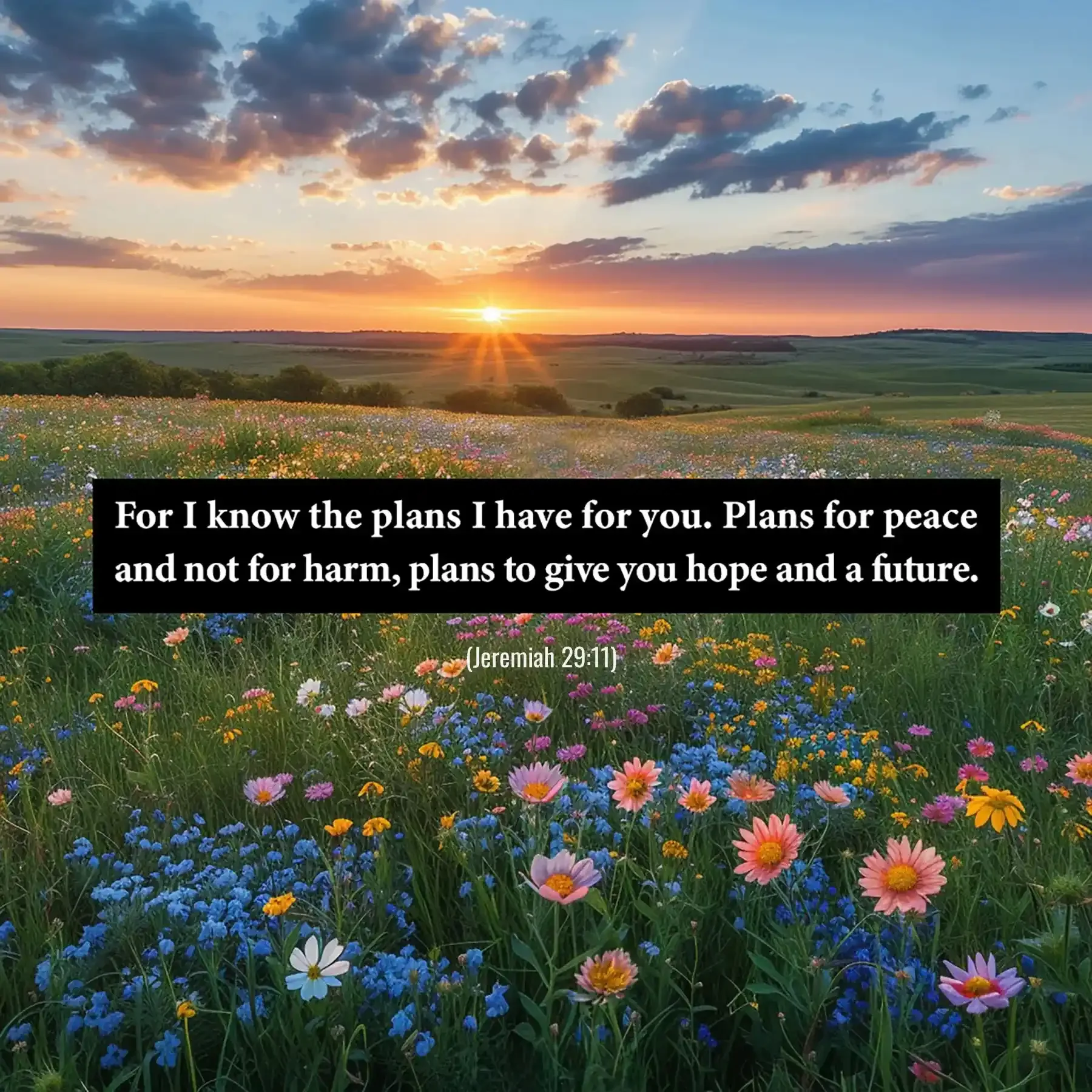 Jeremiah 29:11 Bible verse over a blooming flower field about God's plans for hope and a future.